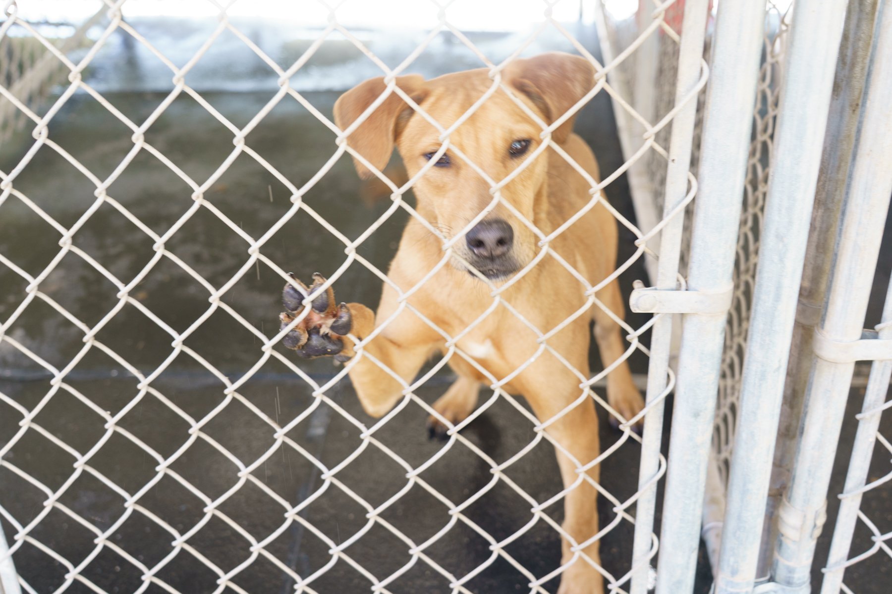 Running on Hope and $300 a Week: Jamie’s Solo Fight for Enigma's Animals