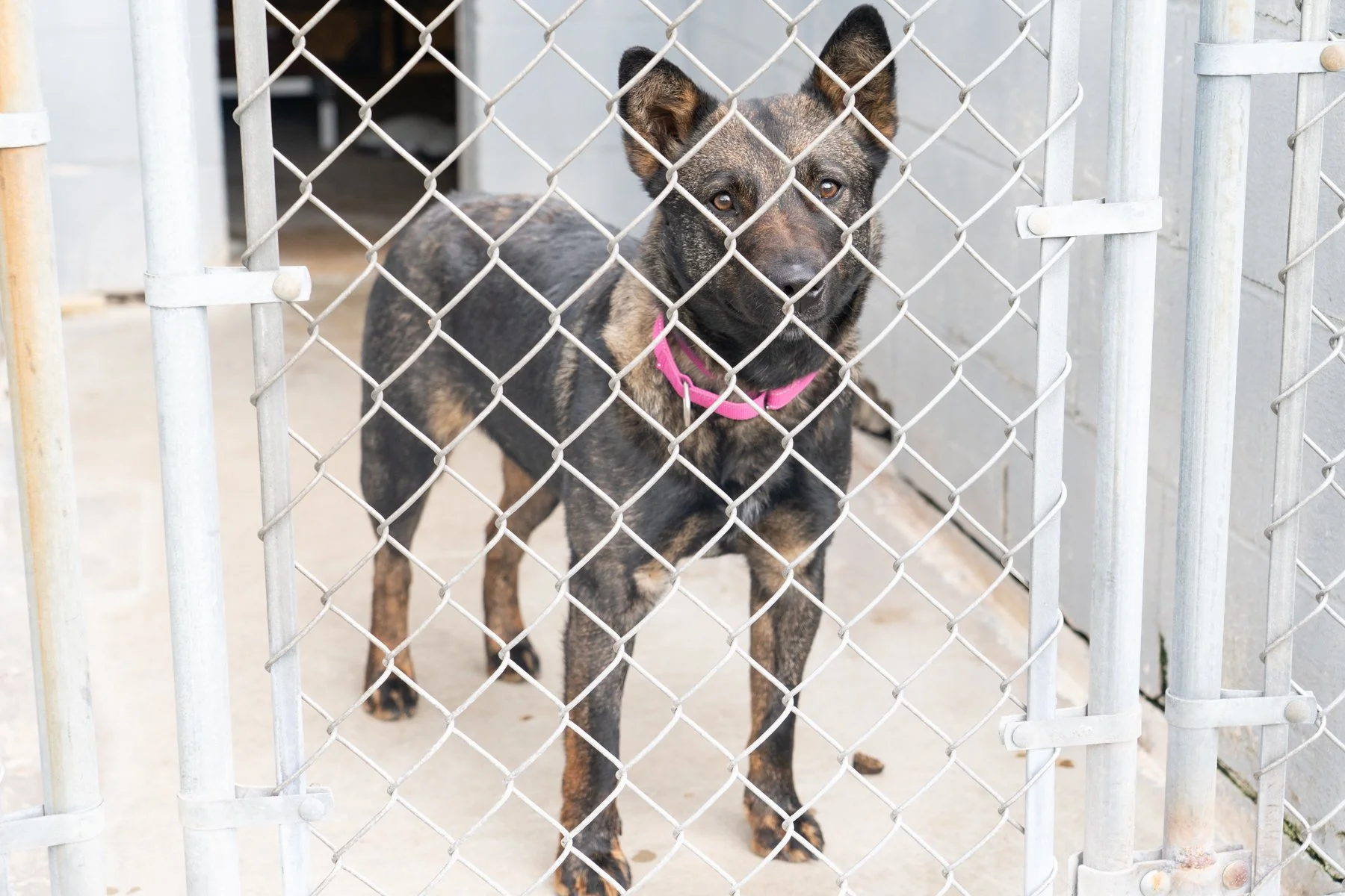 SPCA Cattaraugus County NY-79 (1).jpg