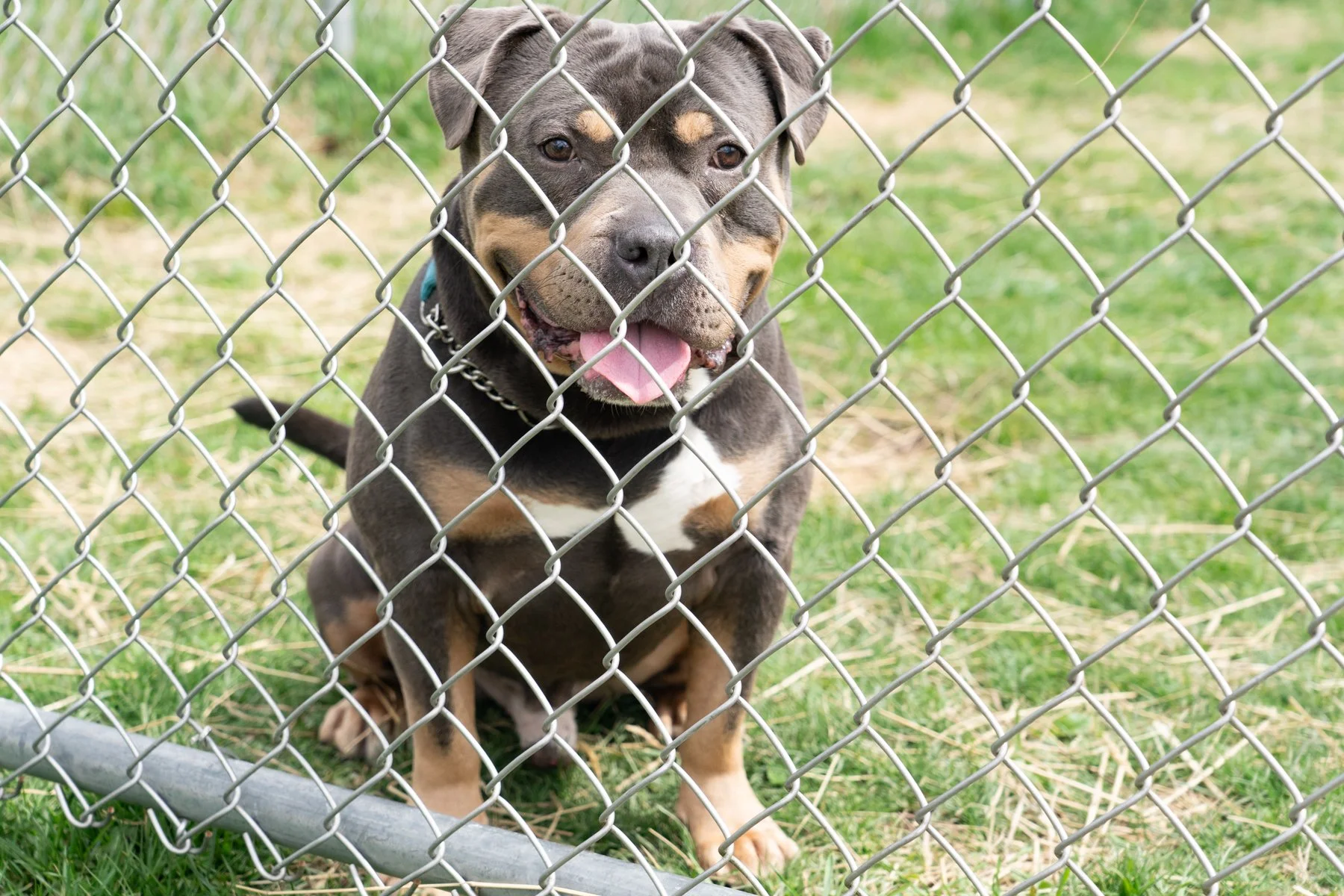 SPCA Cattaraugus County NY-56.jpg