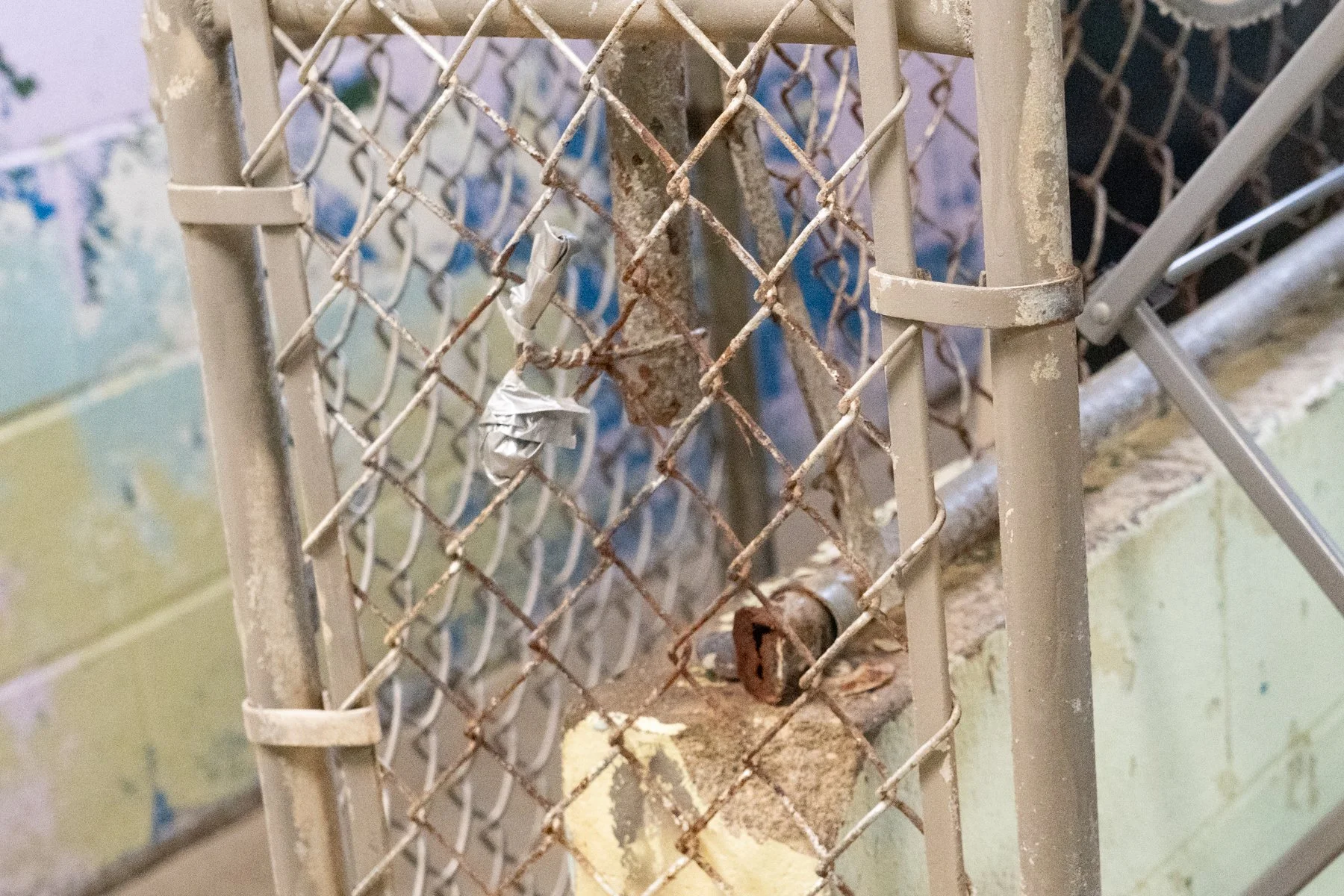 SPCA Cattaraugus County NY-34 (1).jpg