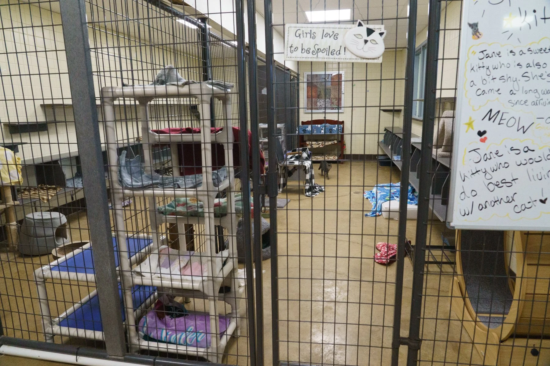 SPCA Cattaraugus County NY-84.jpg