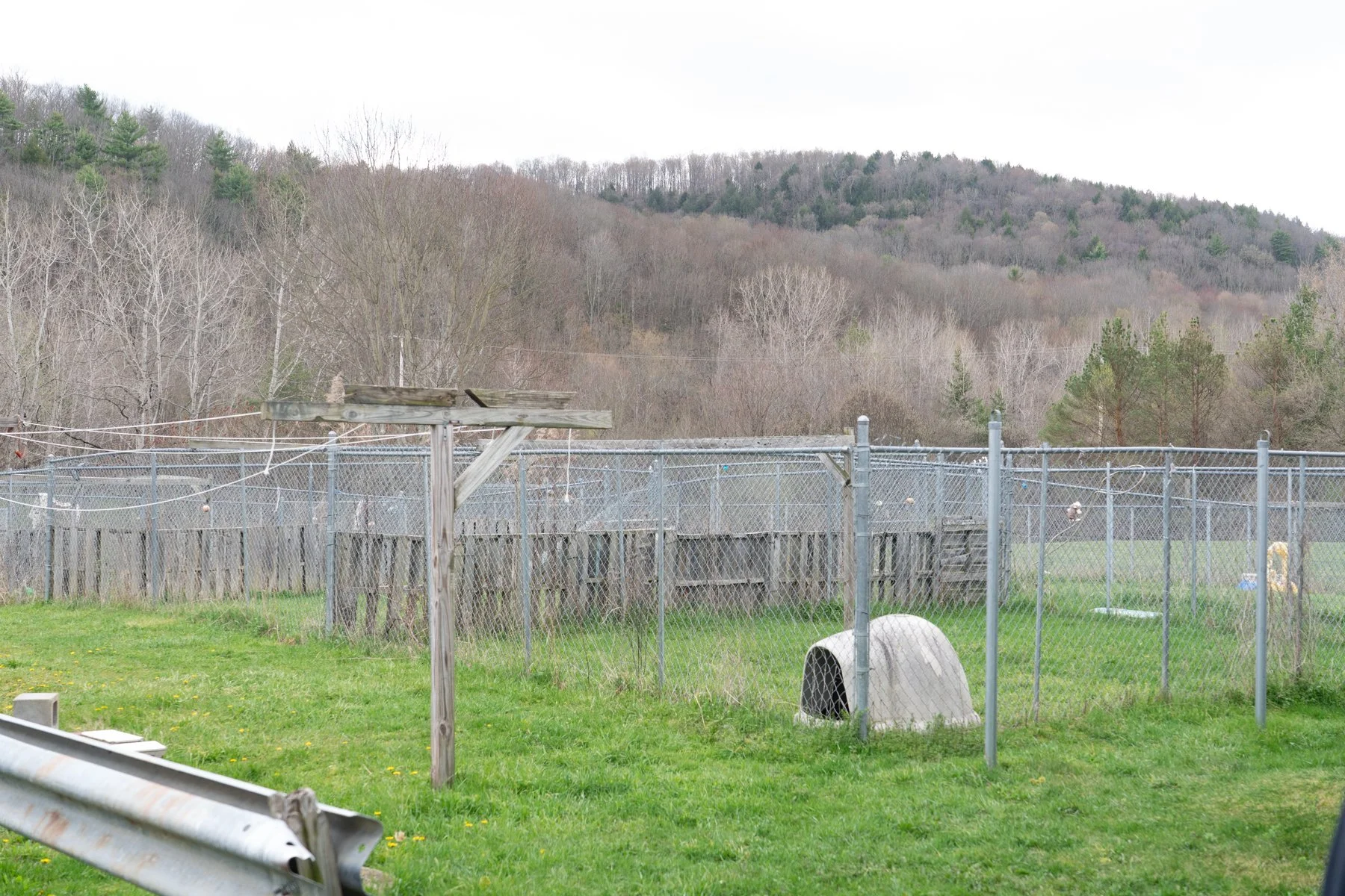 SPCA Cattaraugus County NY-43 (1).jpg