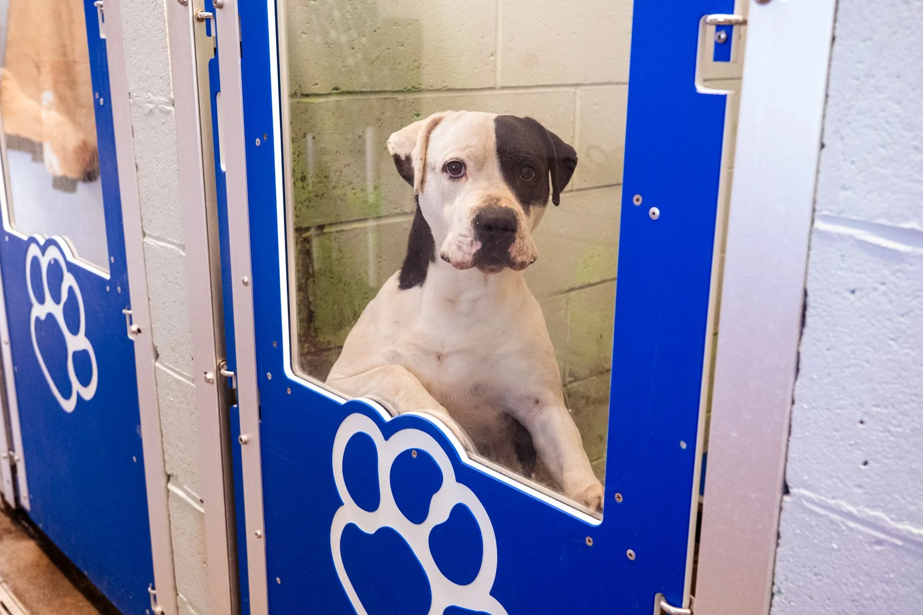 Humane Society of the Ohio Valley-53 (1).jpg