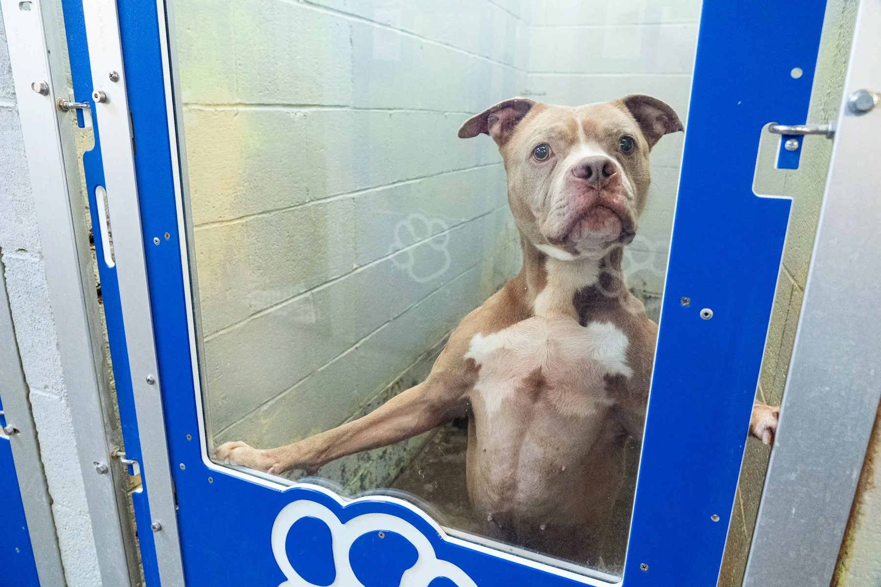Humane Society of the Ohio Valley-44 (1).jpg