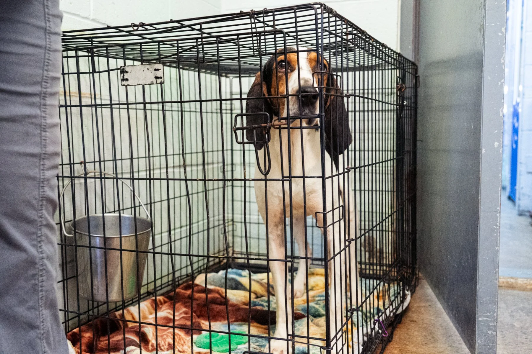 Humane Society of the Ohio Valley-52 (1).jpg