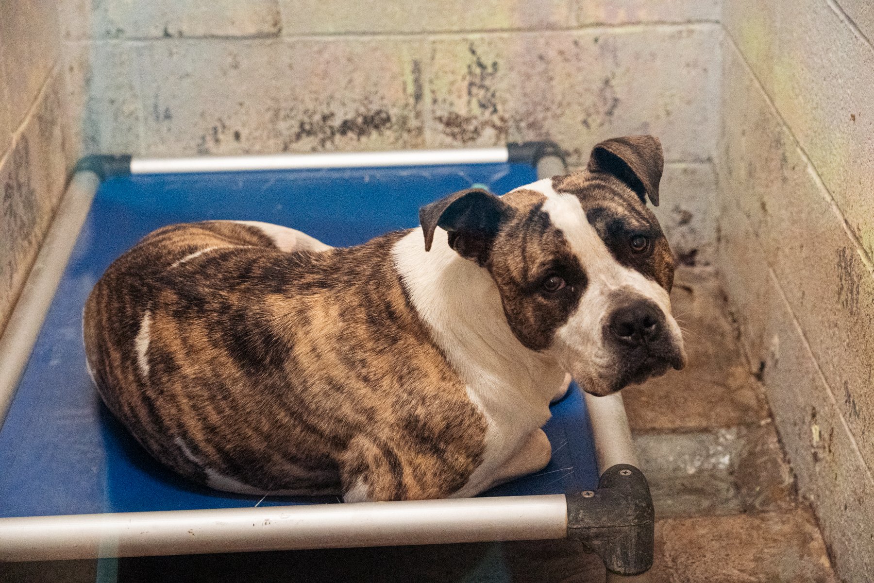Humane Society of the Ohio Valley-38.jpg