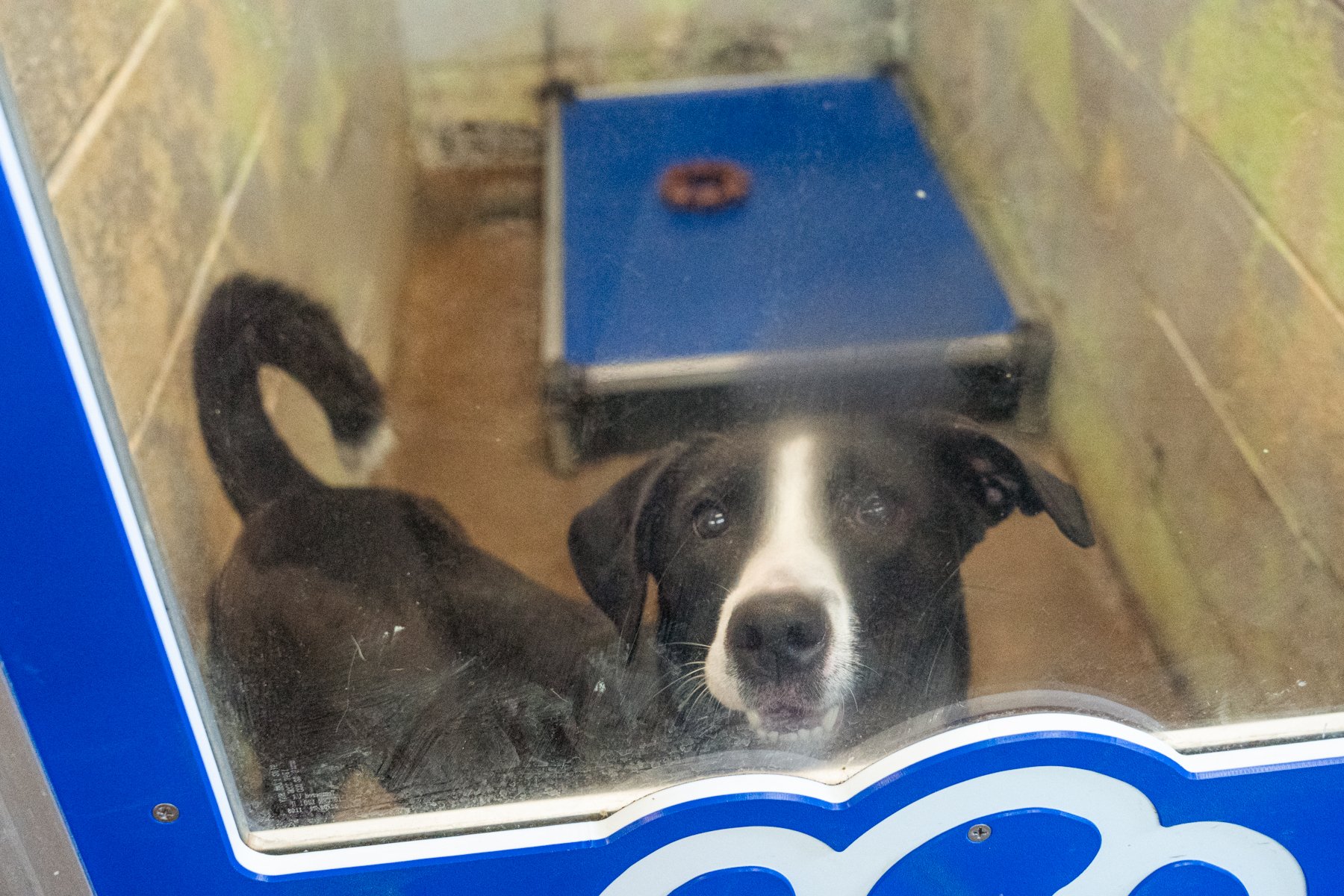 Humane Society of the Ohio Valley-42.jpg
