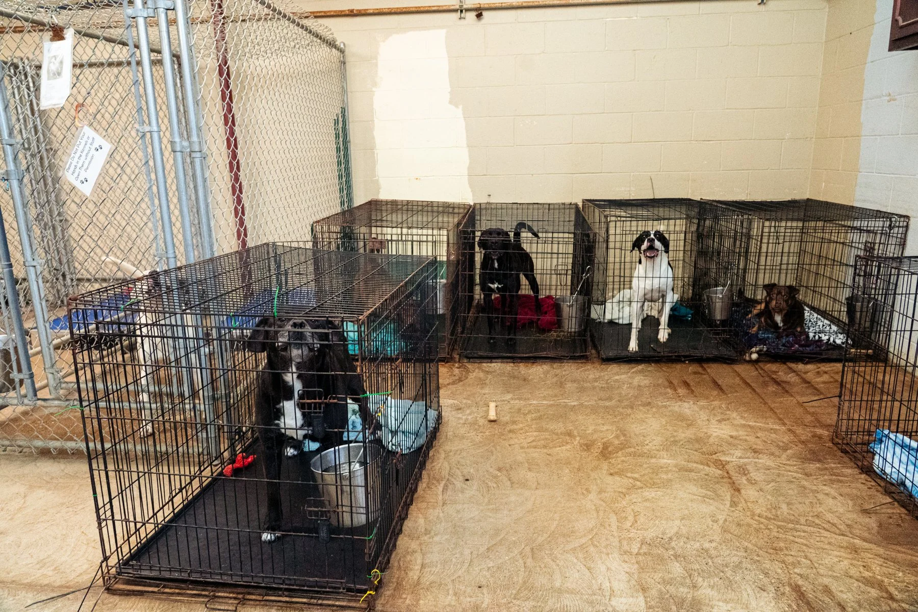 Humane Society of the Ohio Valley-29 (1).jpg
