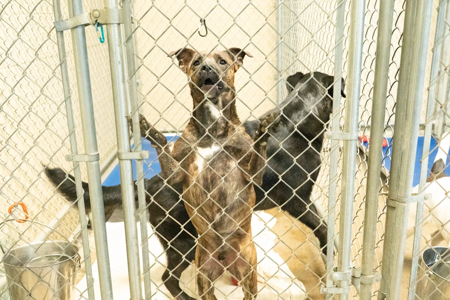 Humane Society of the Ohio Valley-18 (1).jpg