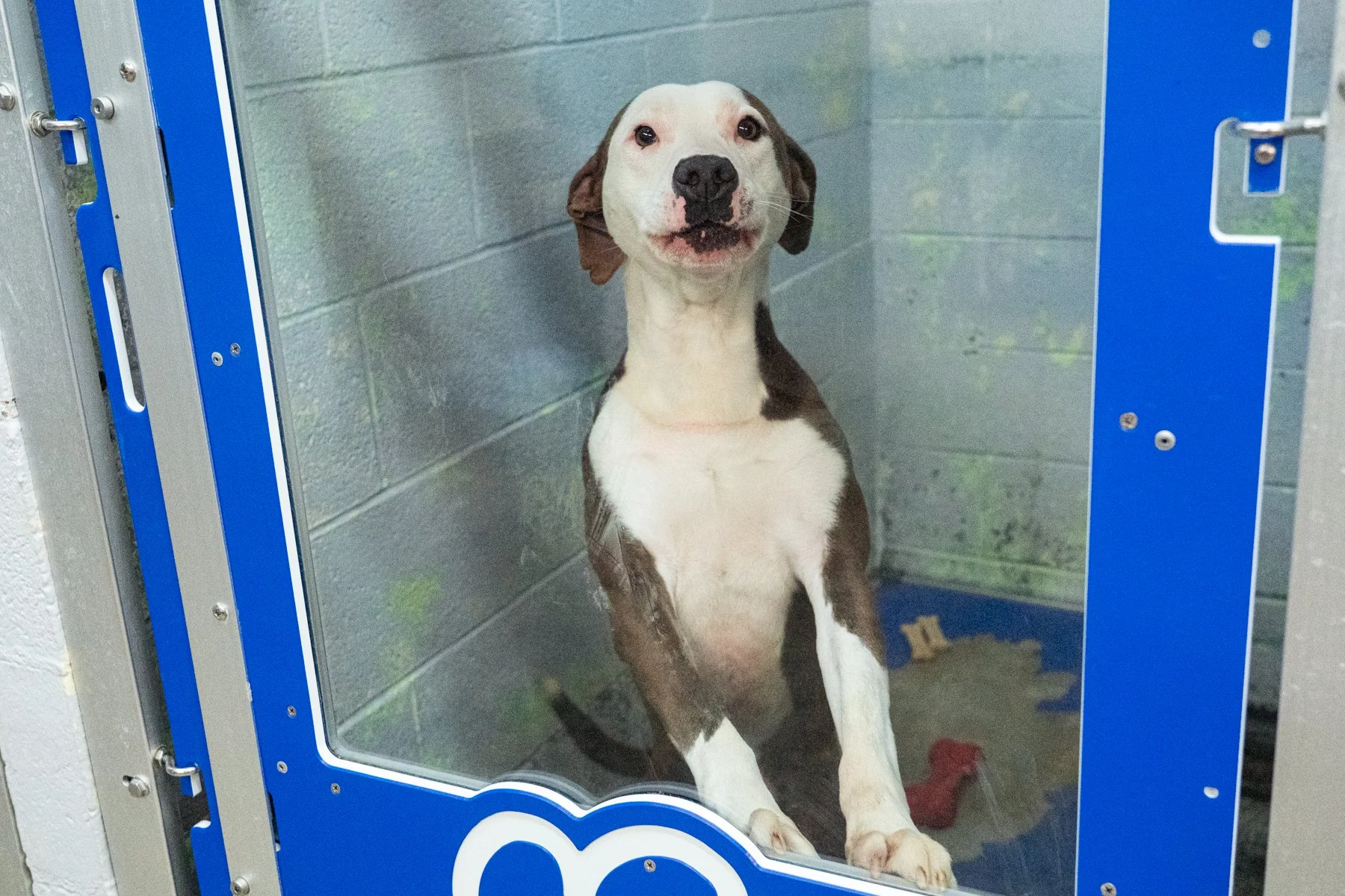 Humane Society of the Ohio Valley-25 (1).jpg