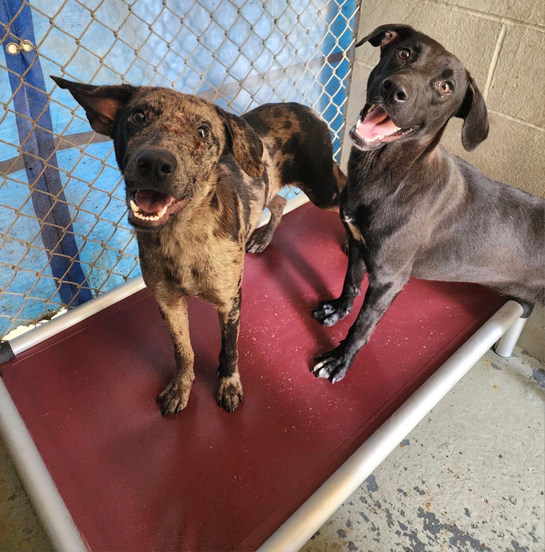 Kuranda beds-UCAPS 1 (1).jpeg