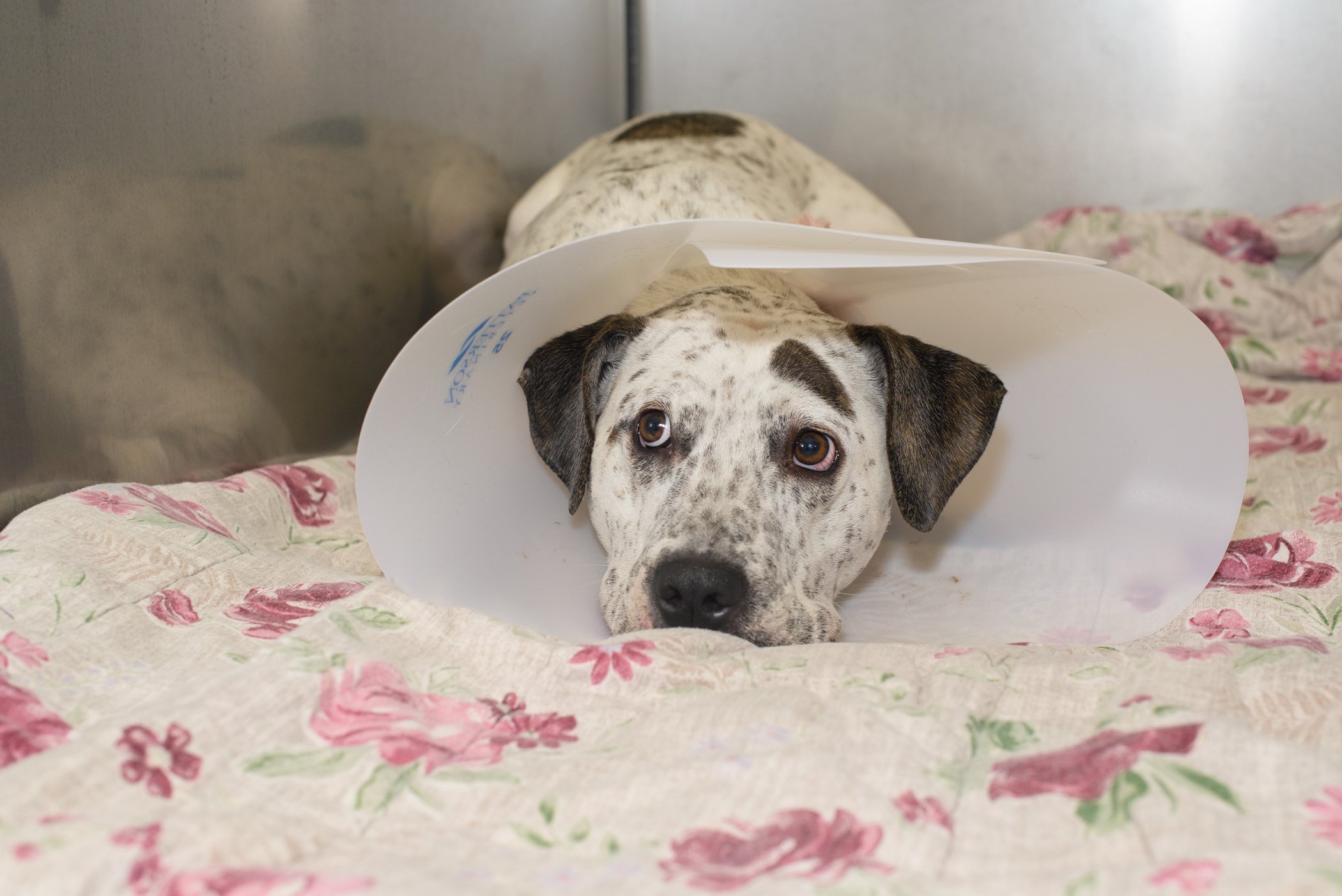 Spayday-4.jpg