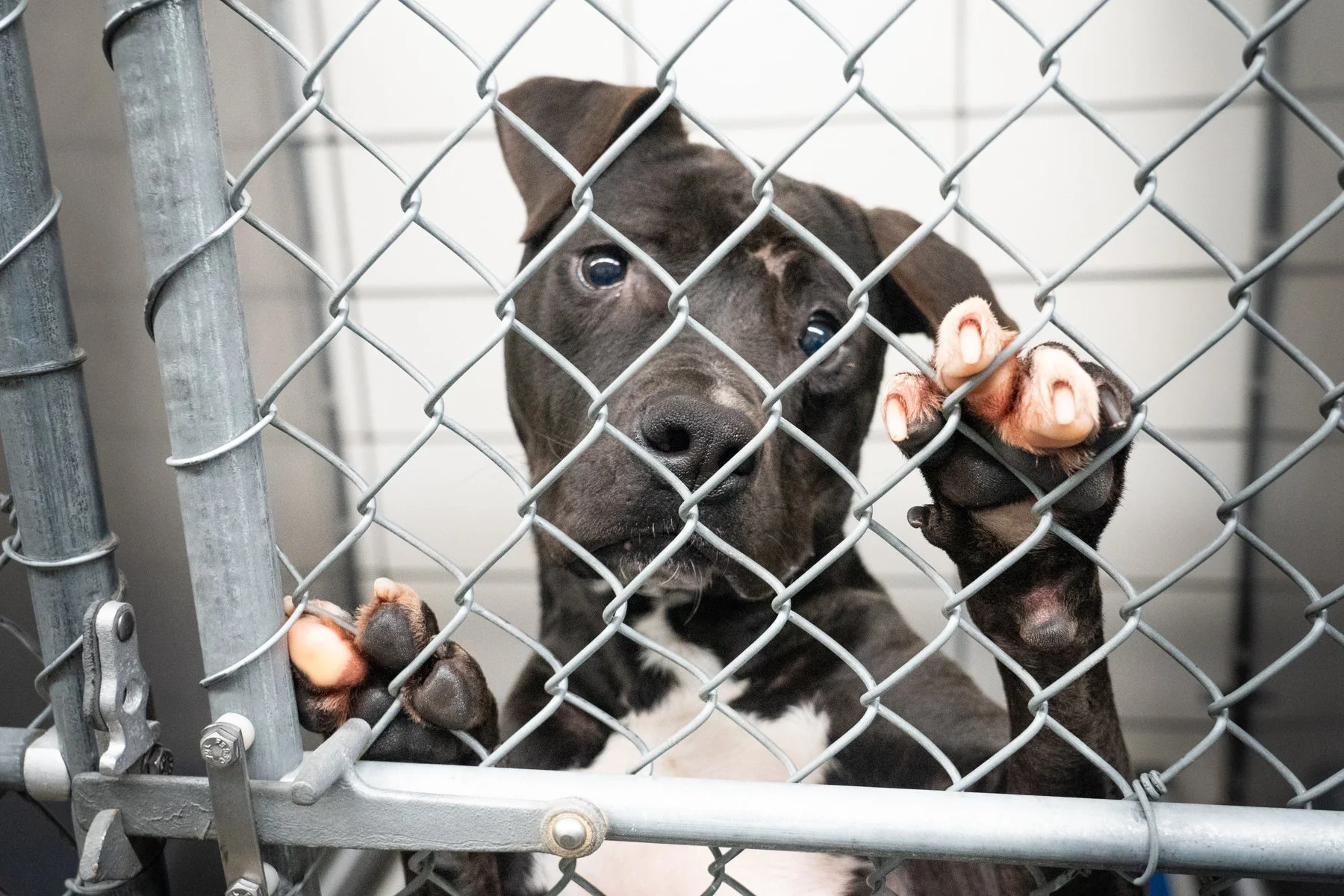 Resilience and Heart: Inside Davidson County Animal Shelter