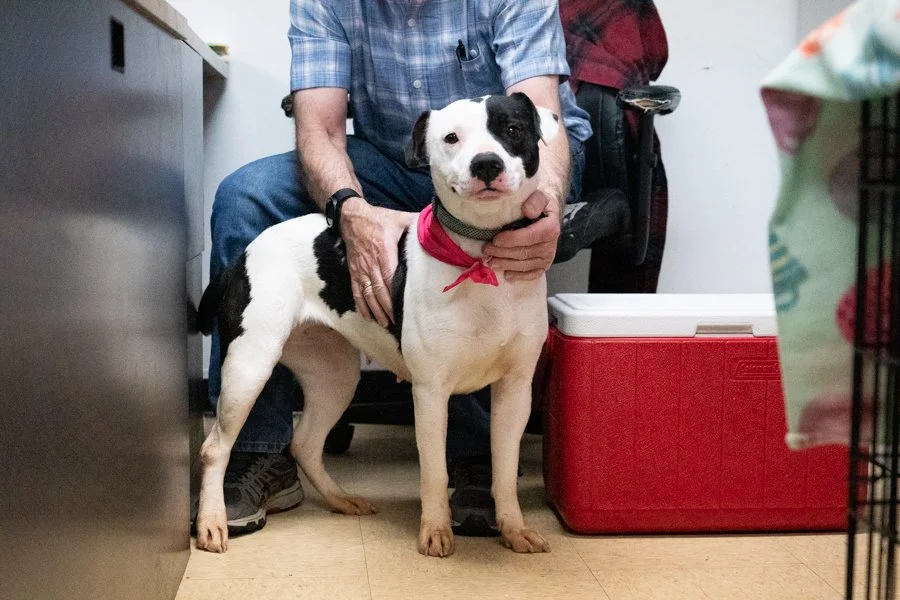 Seasonal Shelter Fundraisers That Spark Joy and Drive Donations