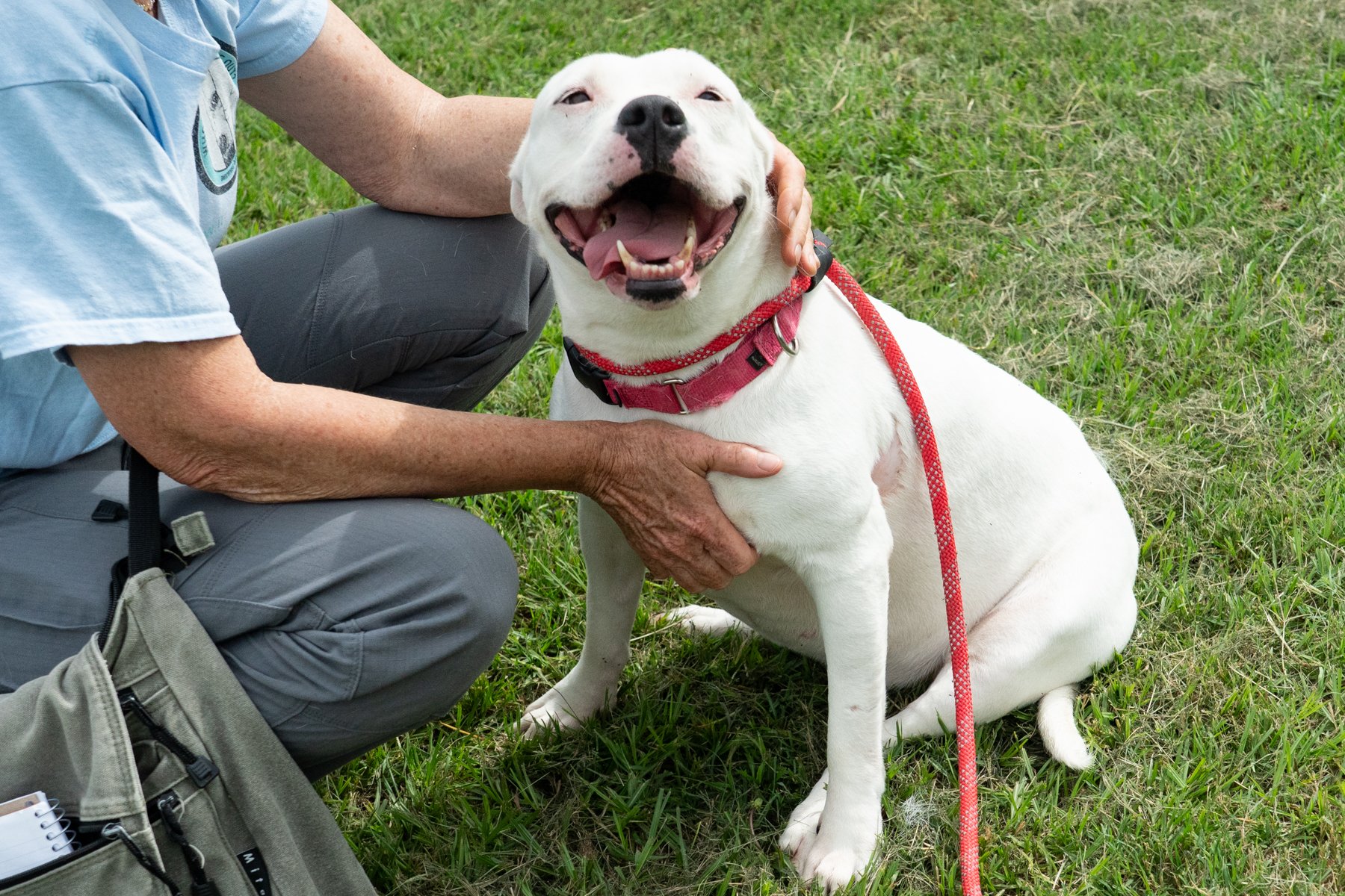Veterinary Care Assistance Programs for Shelters and Pet Owners — Who ...