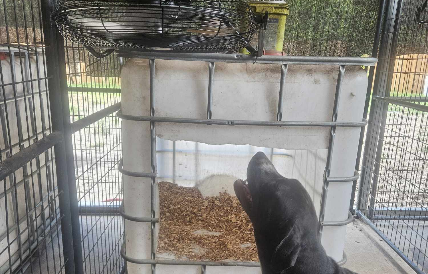 People inside a pet adoption or animal shelter facility with kennels on the right and individuals looking at animals.