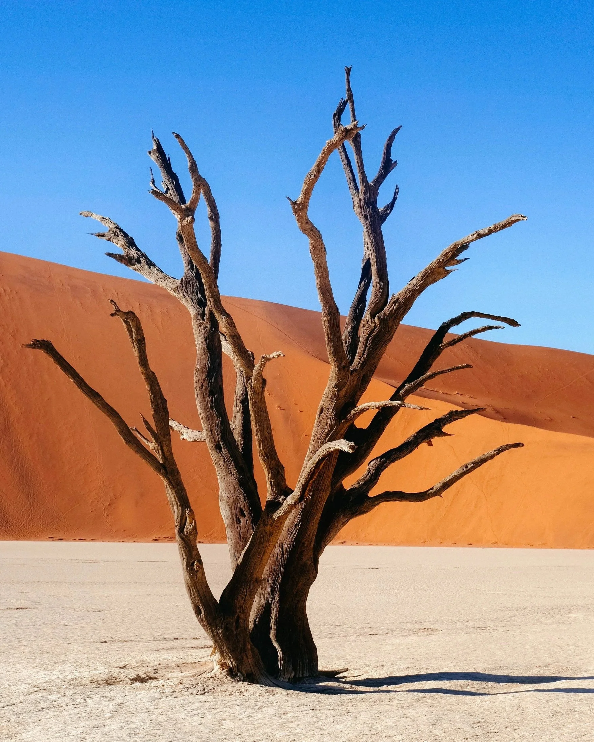deadforrestinnamibia+Rosanna+Jenkins+%281%29.jpg