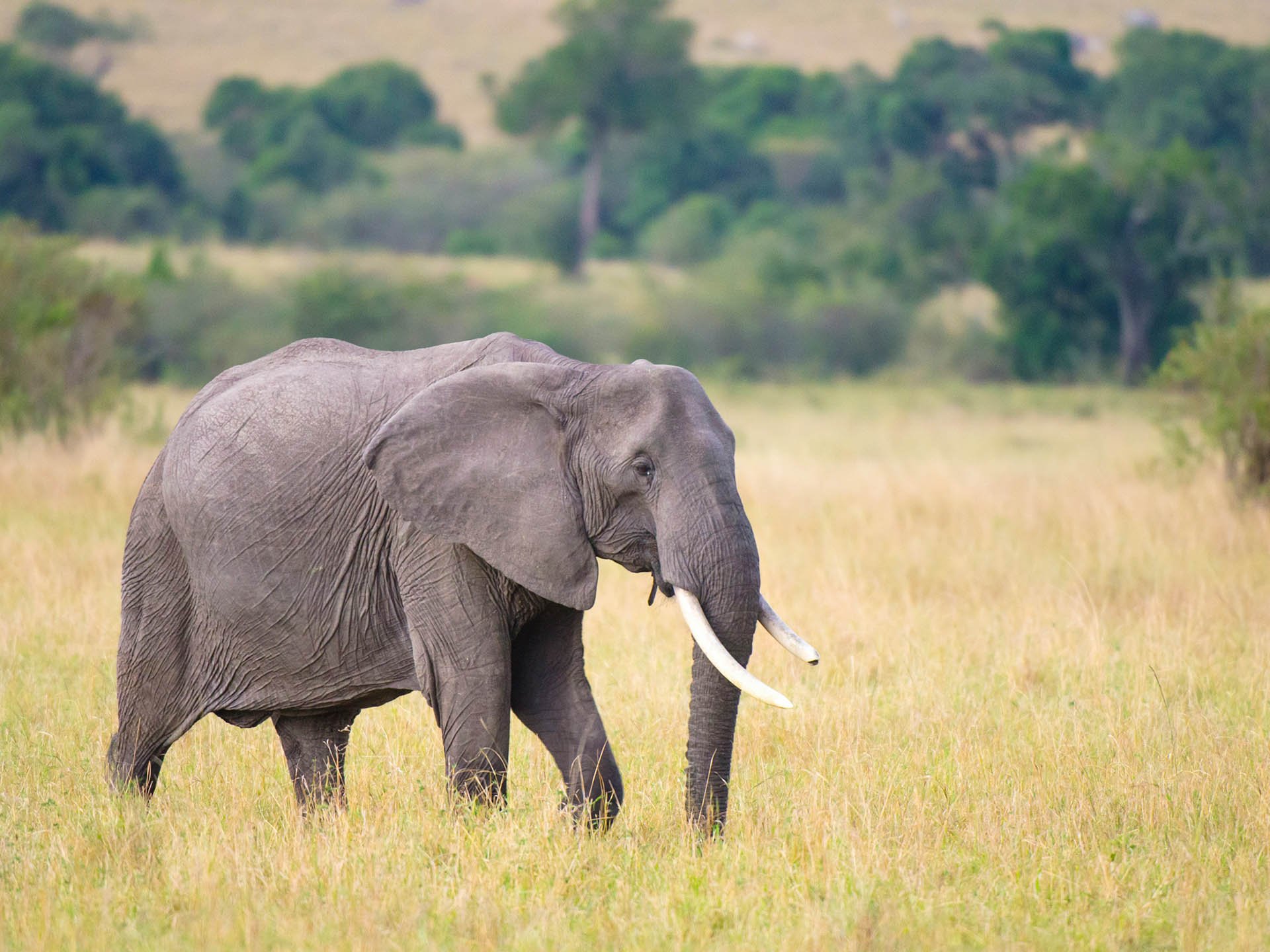 Stock photo of an elephant