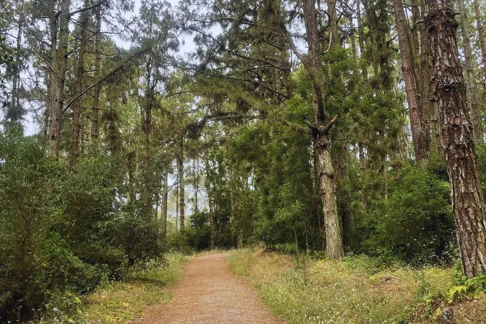 Andar para pensar: clareza com os pés no chão