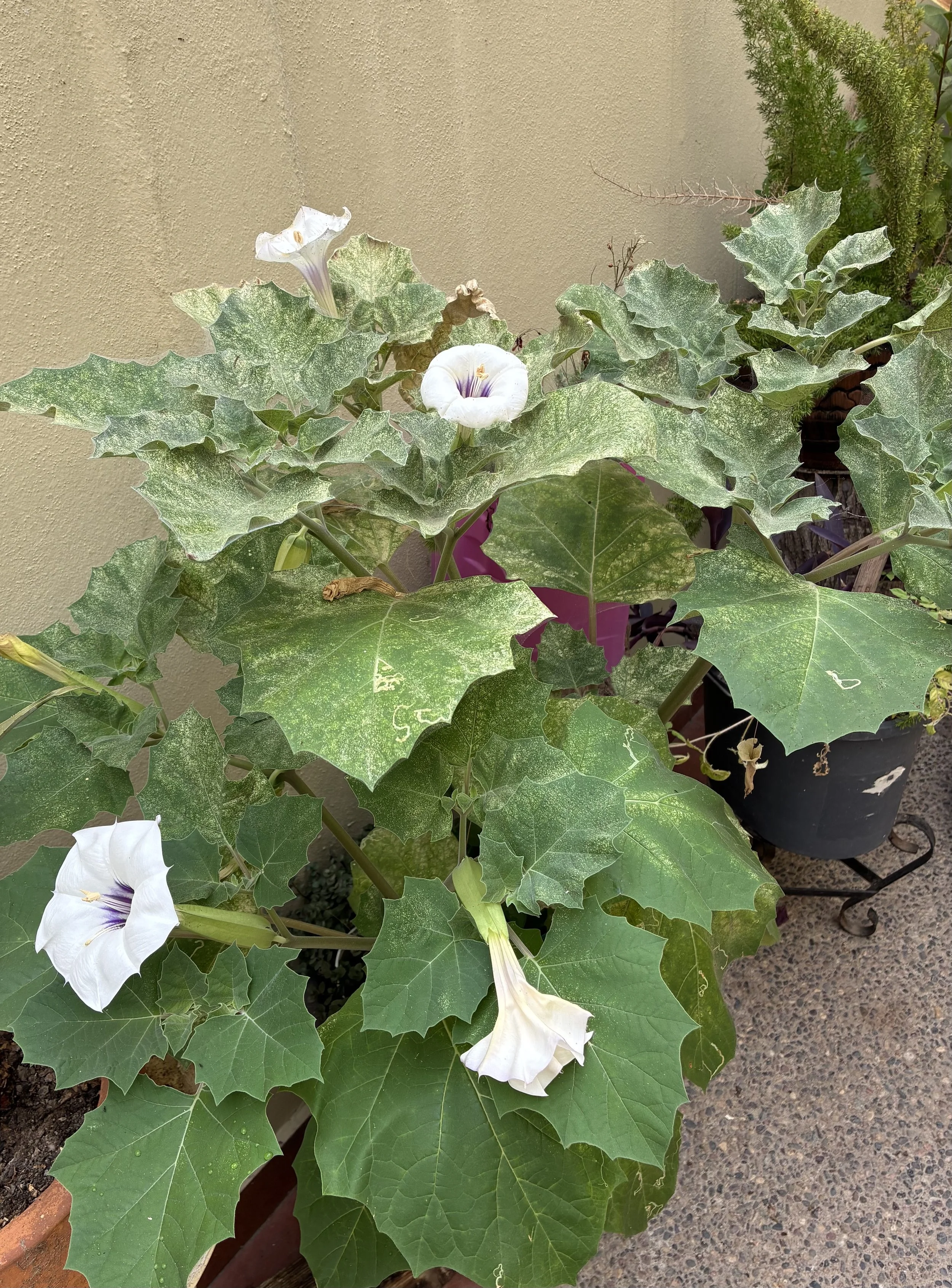 IMG_4043.jpeg