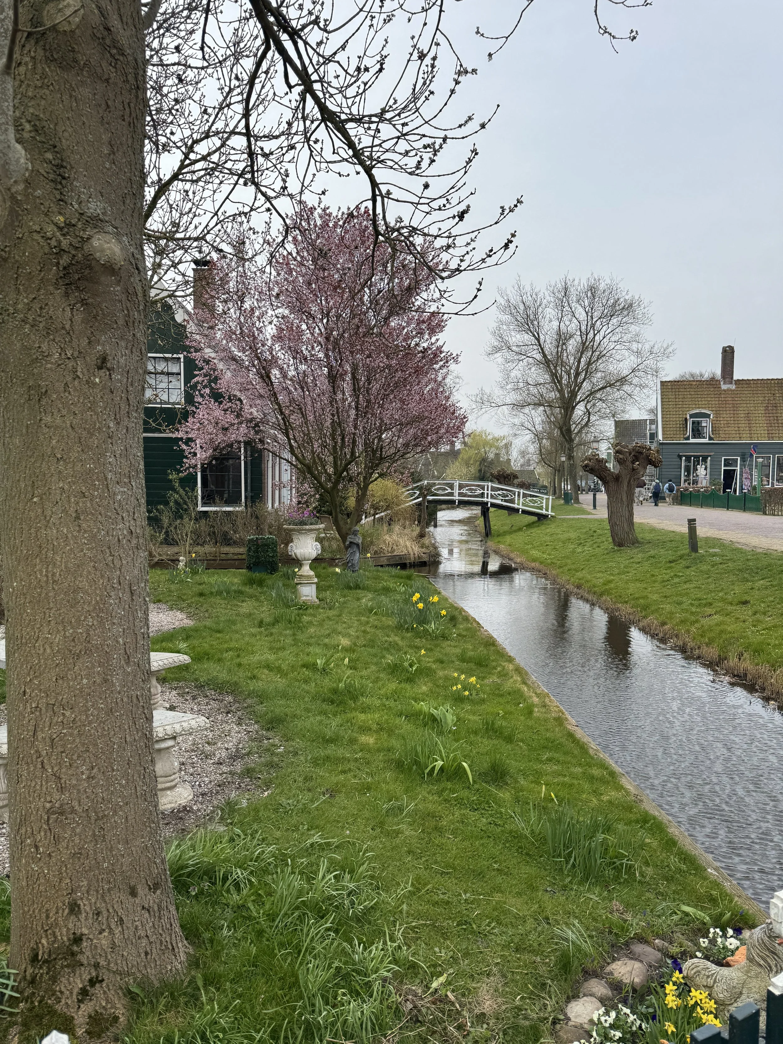 Scenic canal path with trees and houses at Zaanse Schans in the Netherlands