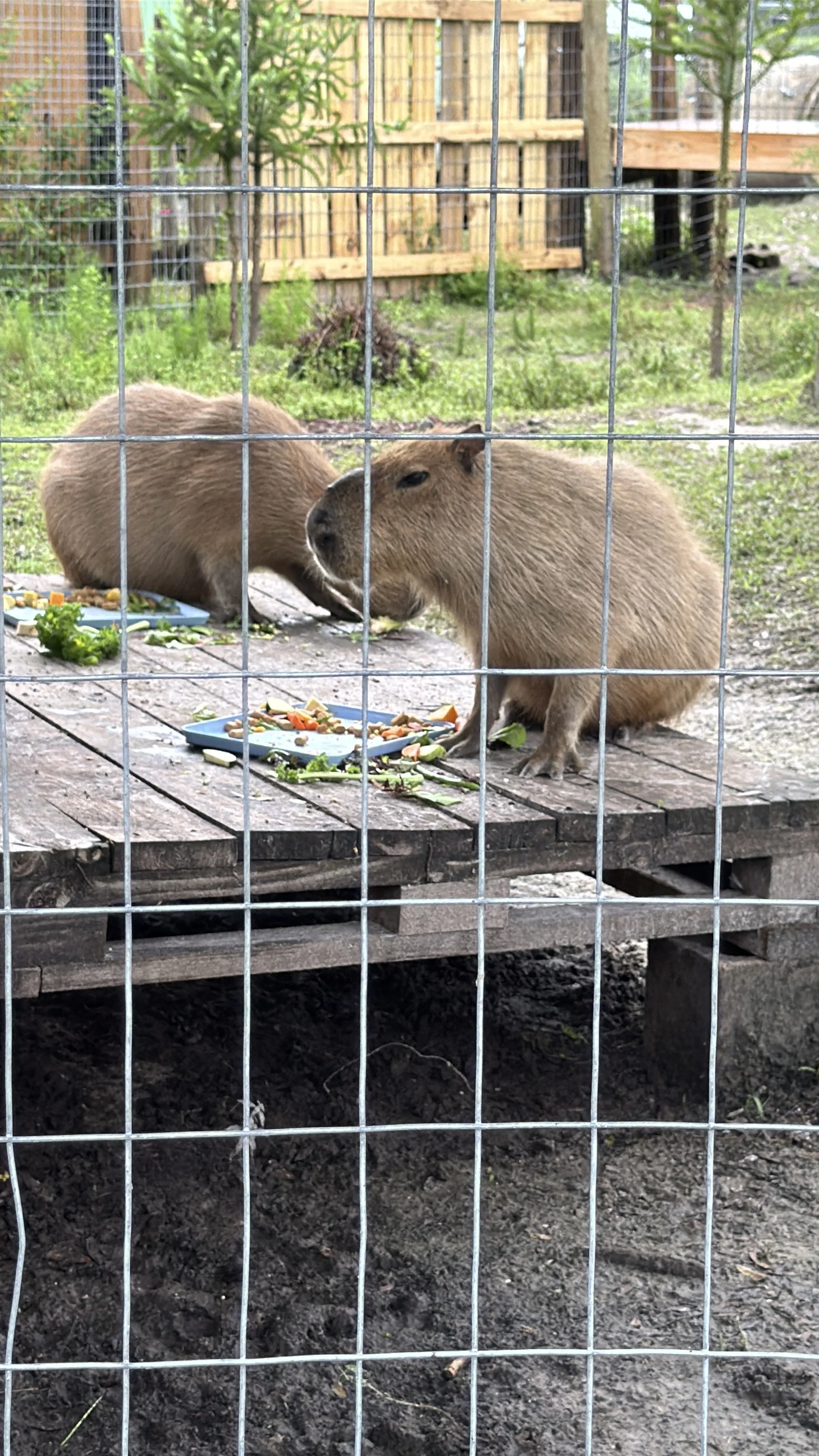 Two capybaras standing near their enclosure fence at Jungle Dora’s animal encounter park.