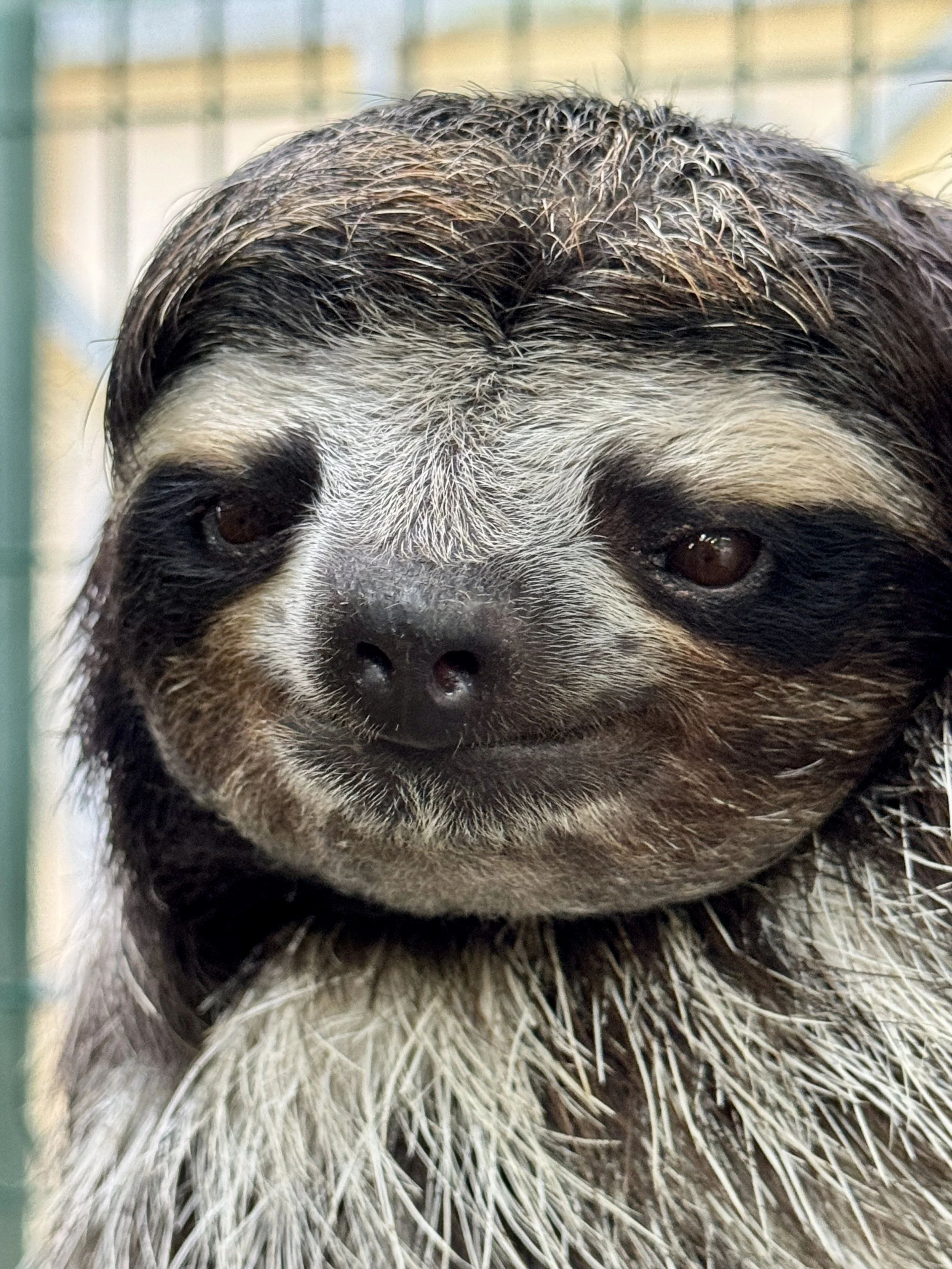 Portrait of a sloth’s face inside the rescue enclosure.