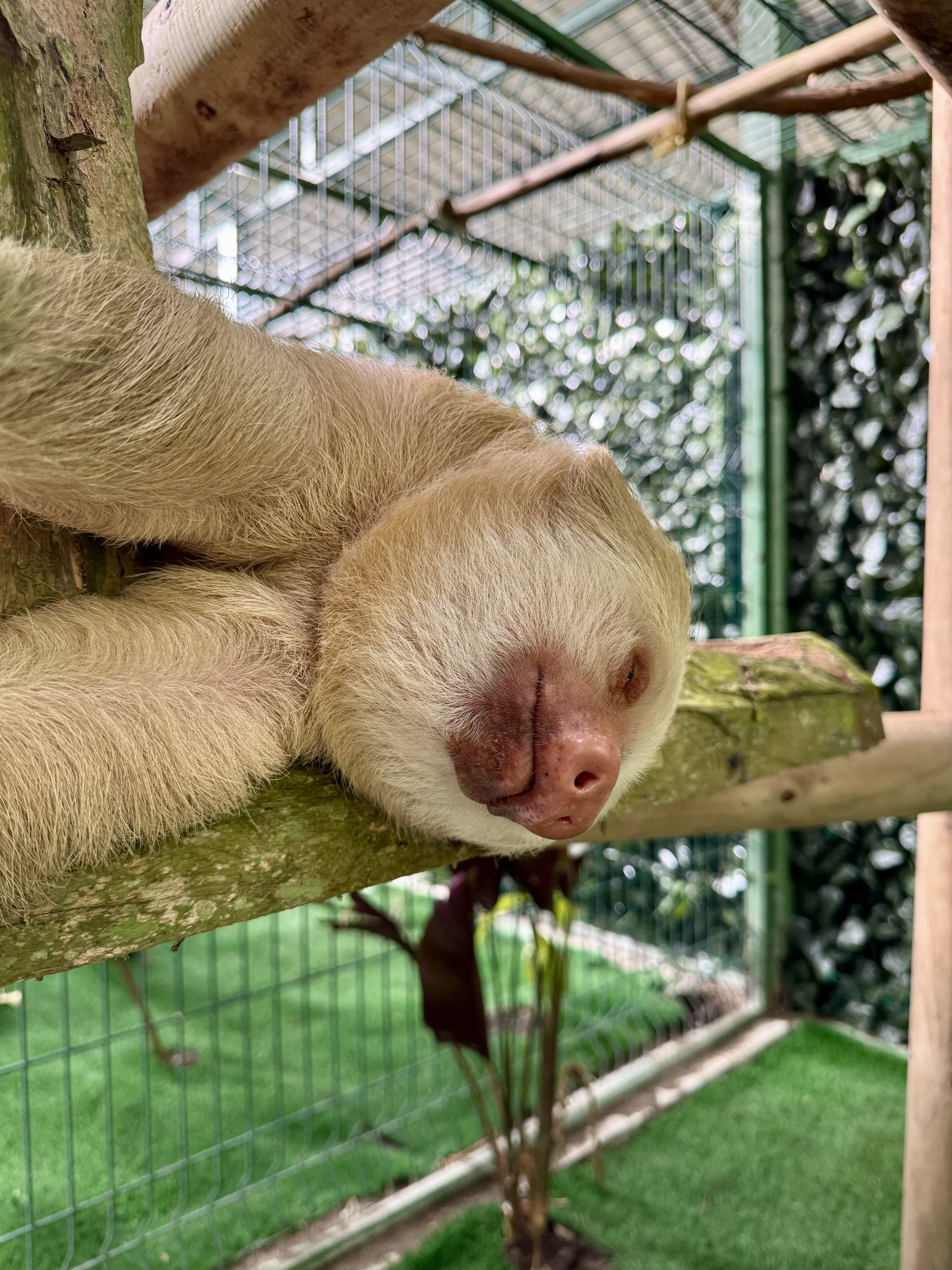 Close-up of a sloth hanging from a branch inside an enclosure.