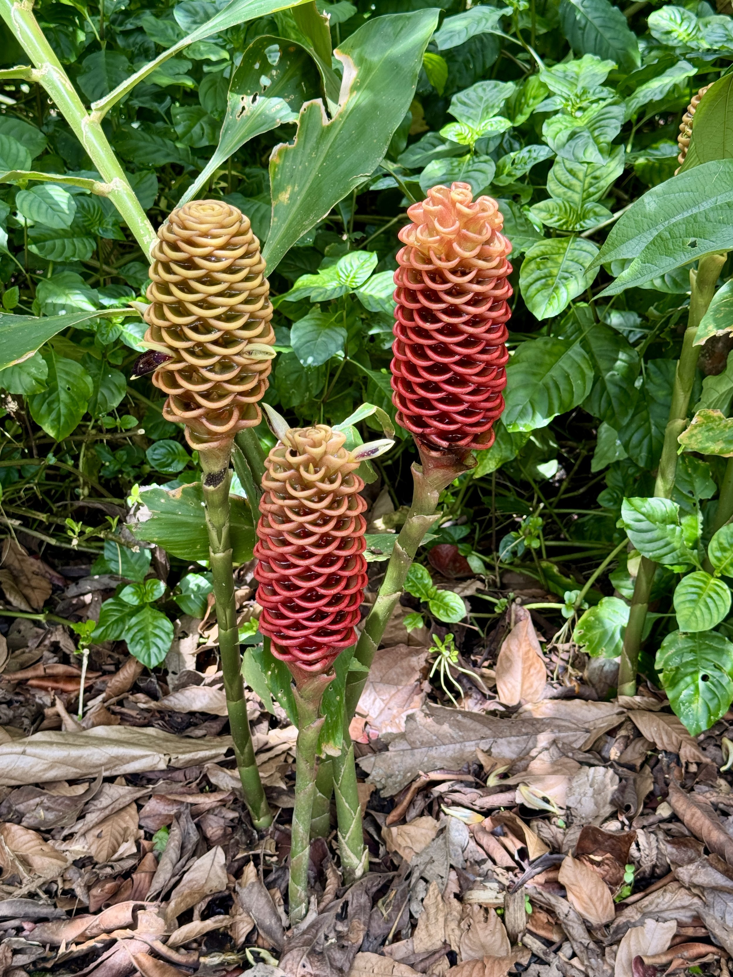 Red cone-shaped tropical flowers growing along the Butterfly Oasis trail.