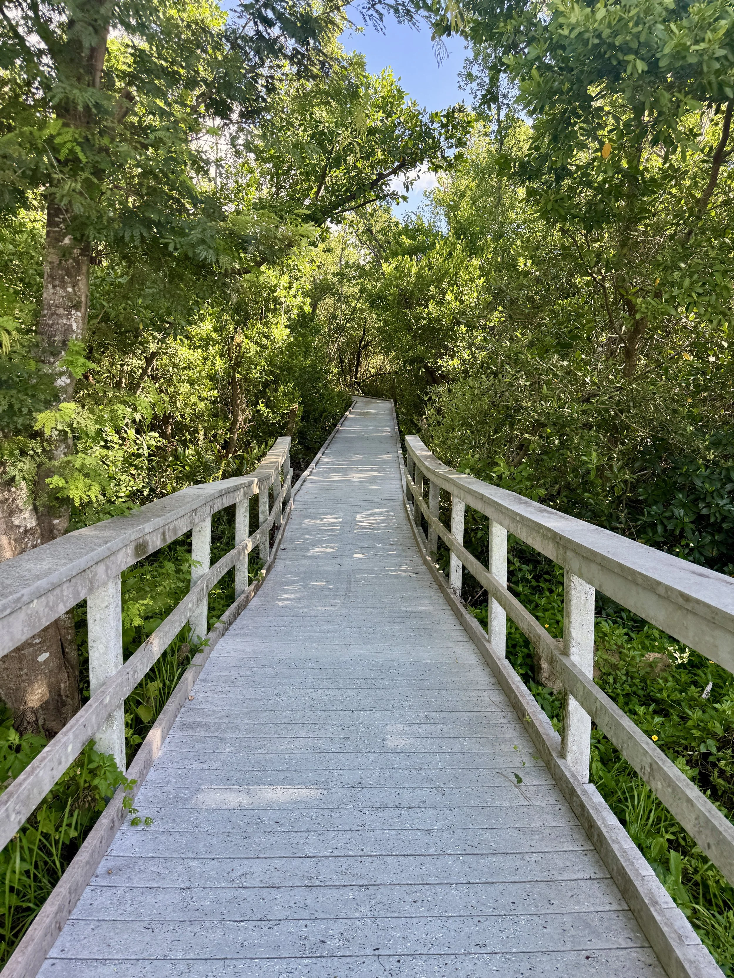 boardwalk trail through mangroves at Four Mile Cove Ecological Preserve in Cape Coral Florida