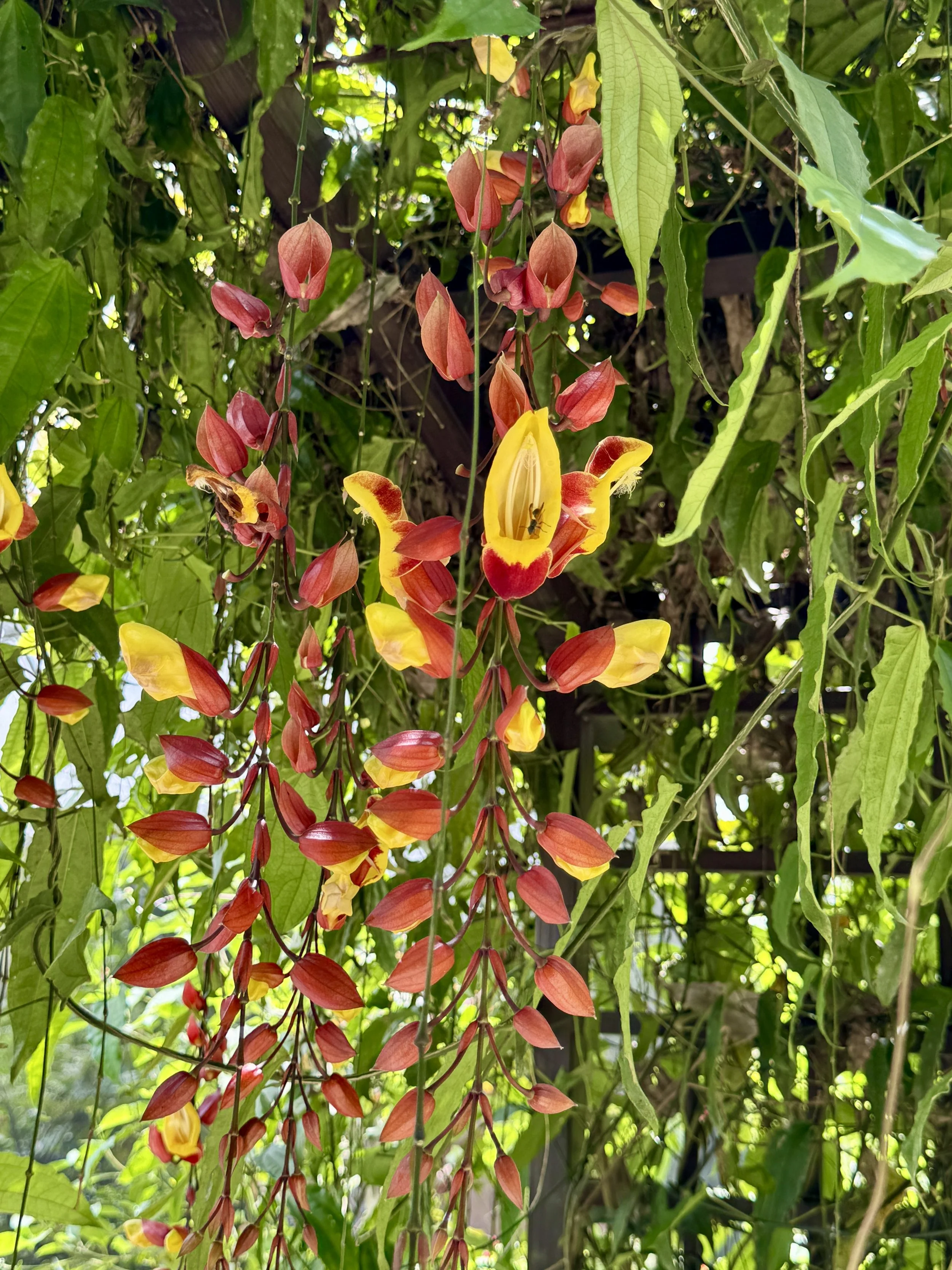 Hanging tropical flower with orange and yellow petals inside the butterfly dome.