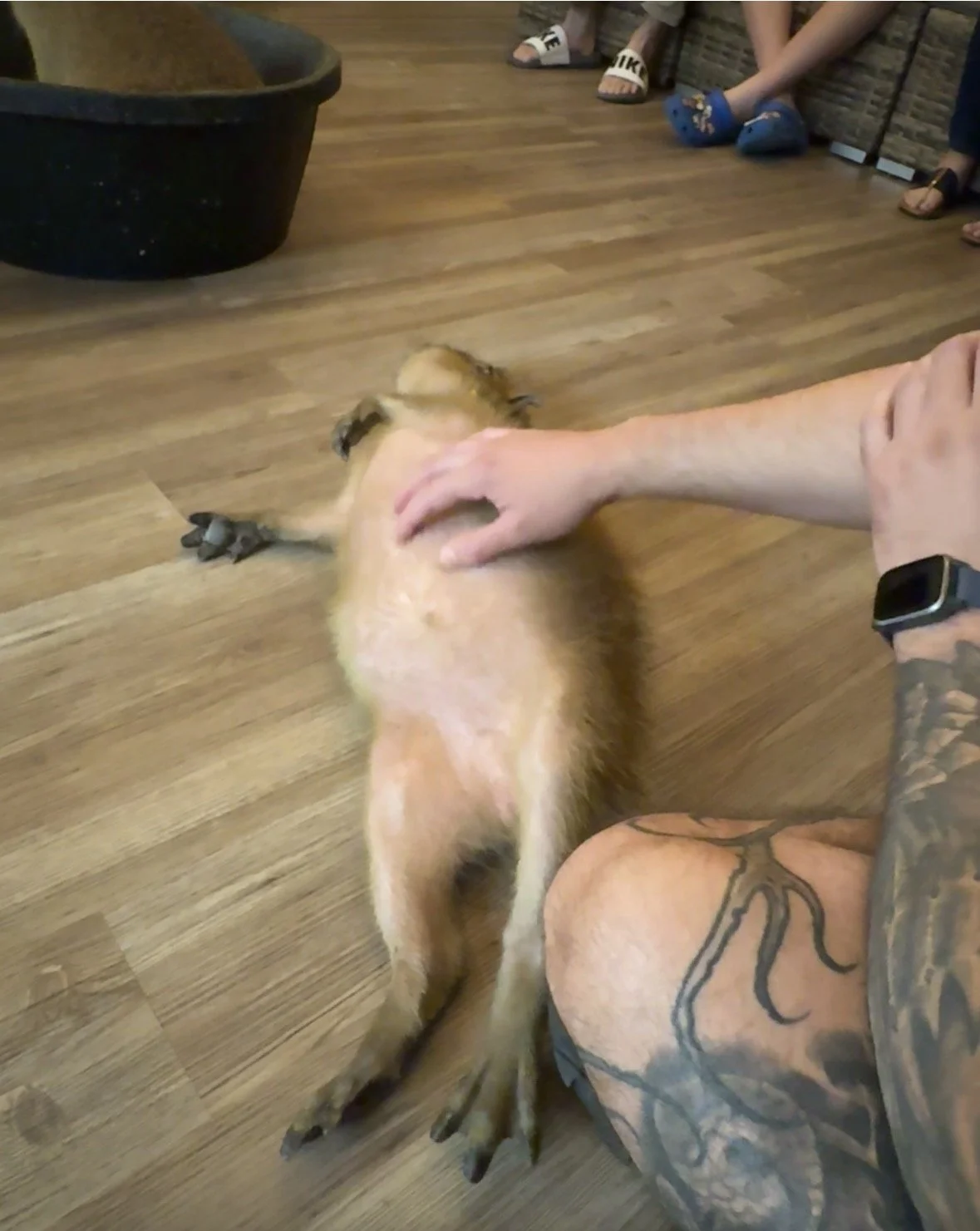 Visitor giving belly rubs to a baby capybara during a capybara encounter experience in St. Augustine.