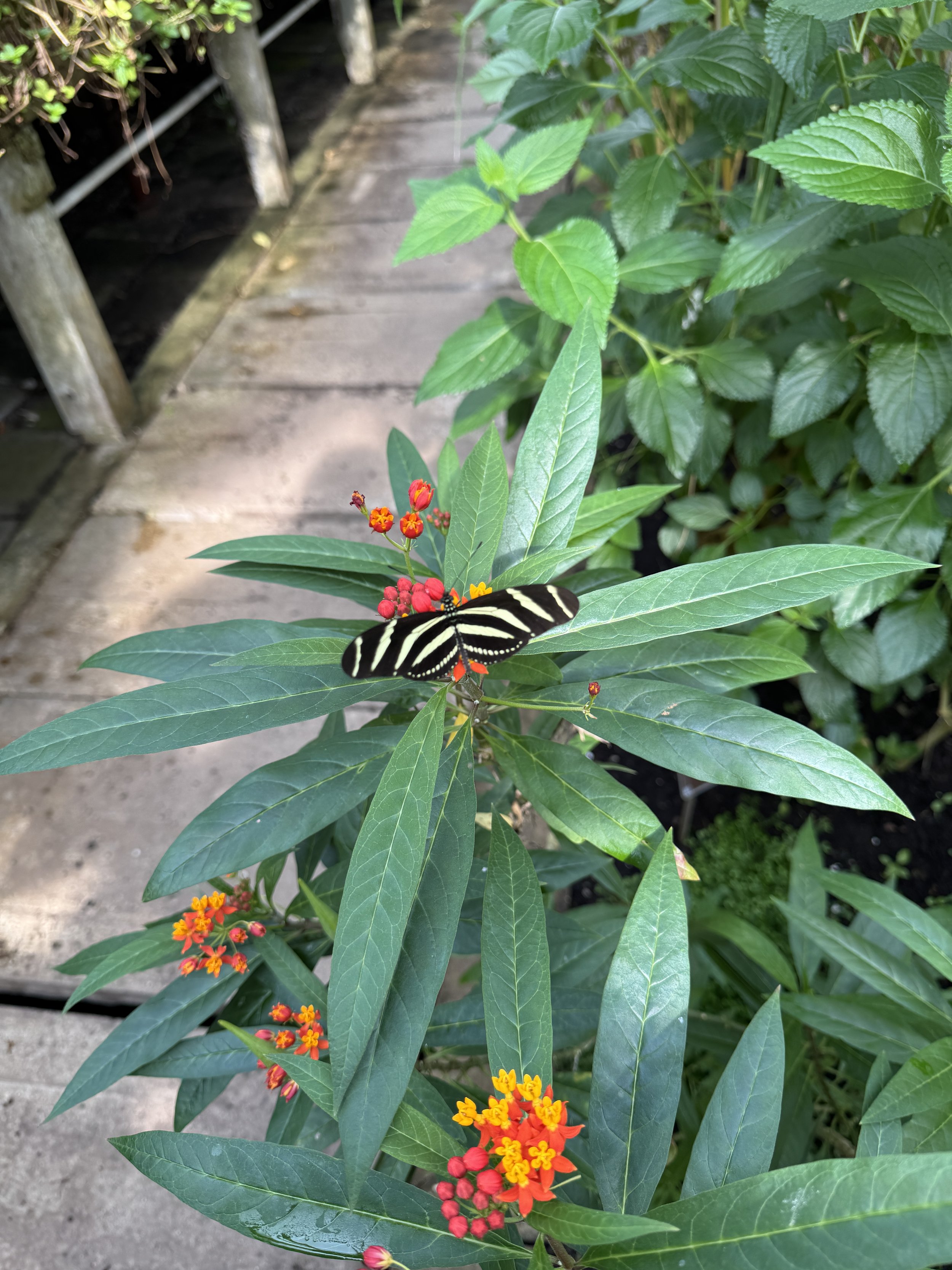 Butterfly resting on green leaves and orange flowers inside Hortus Botanicus Amsterdam
