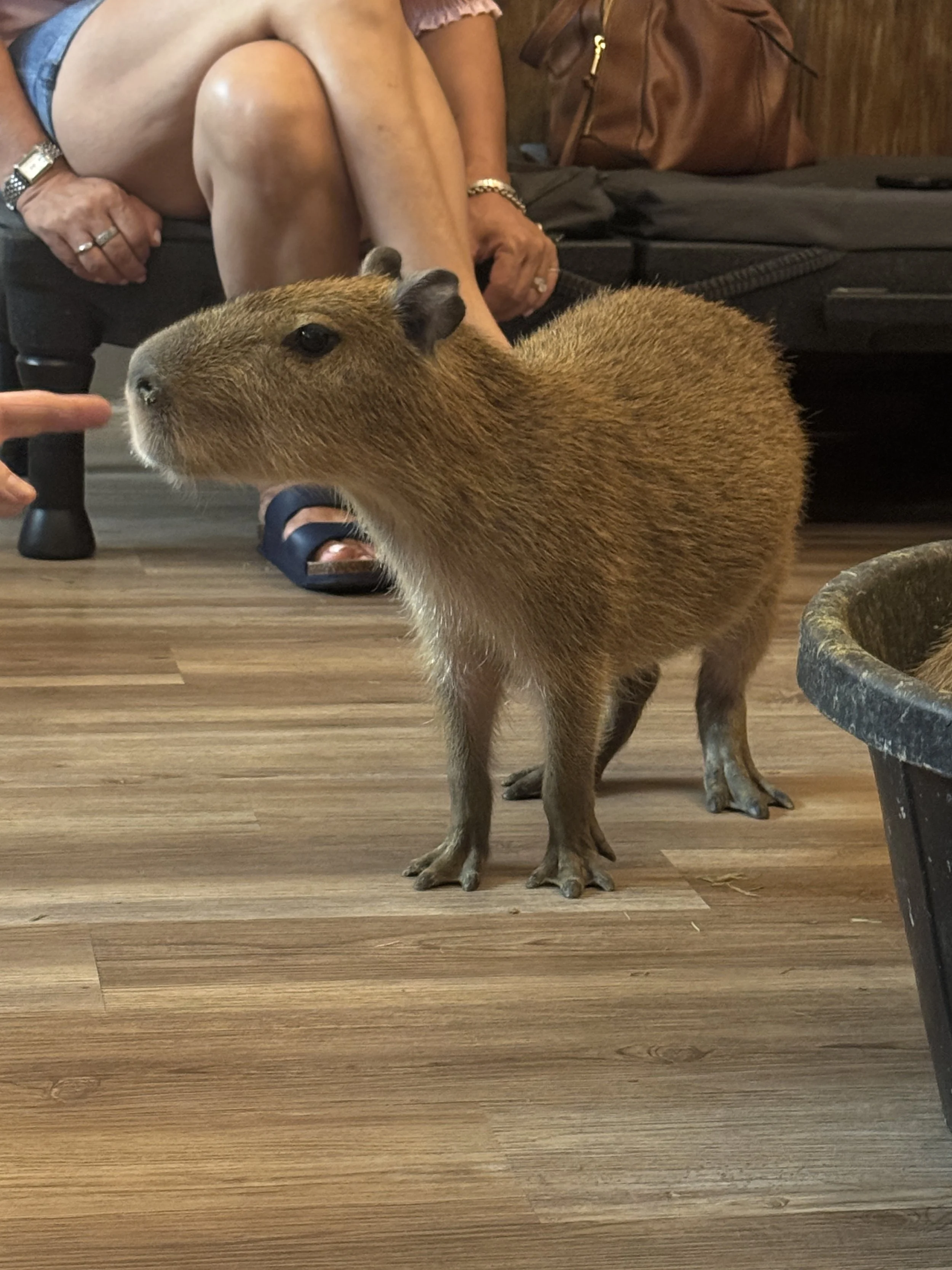 Five-month-old capybara standing and interacting with guests at Capybara Café in St. Augustine.