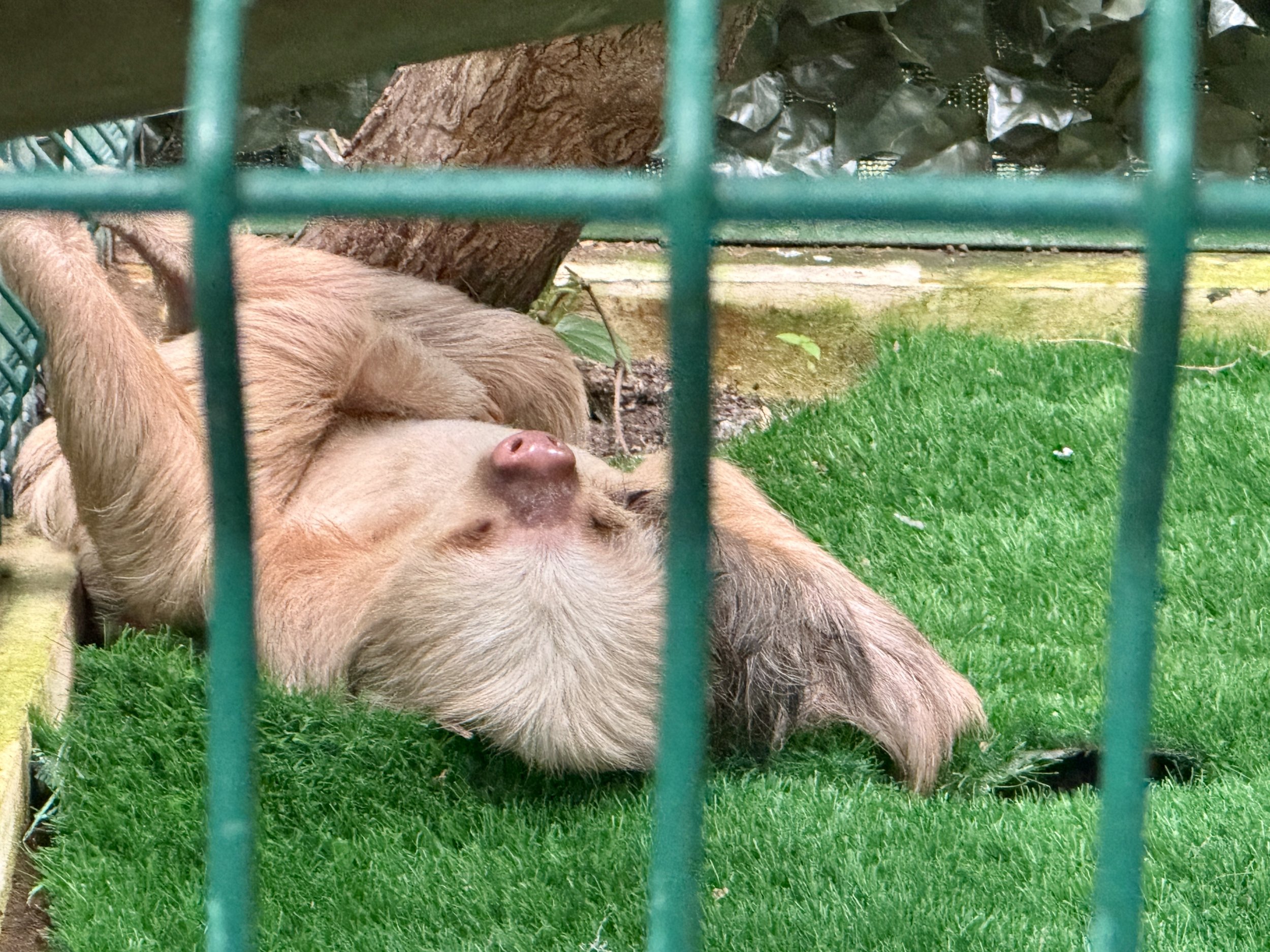 Sloth lying on green grass behind a fence at the sanctuary.