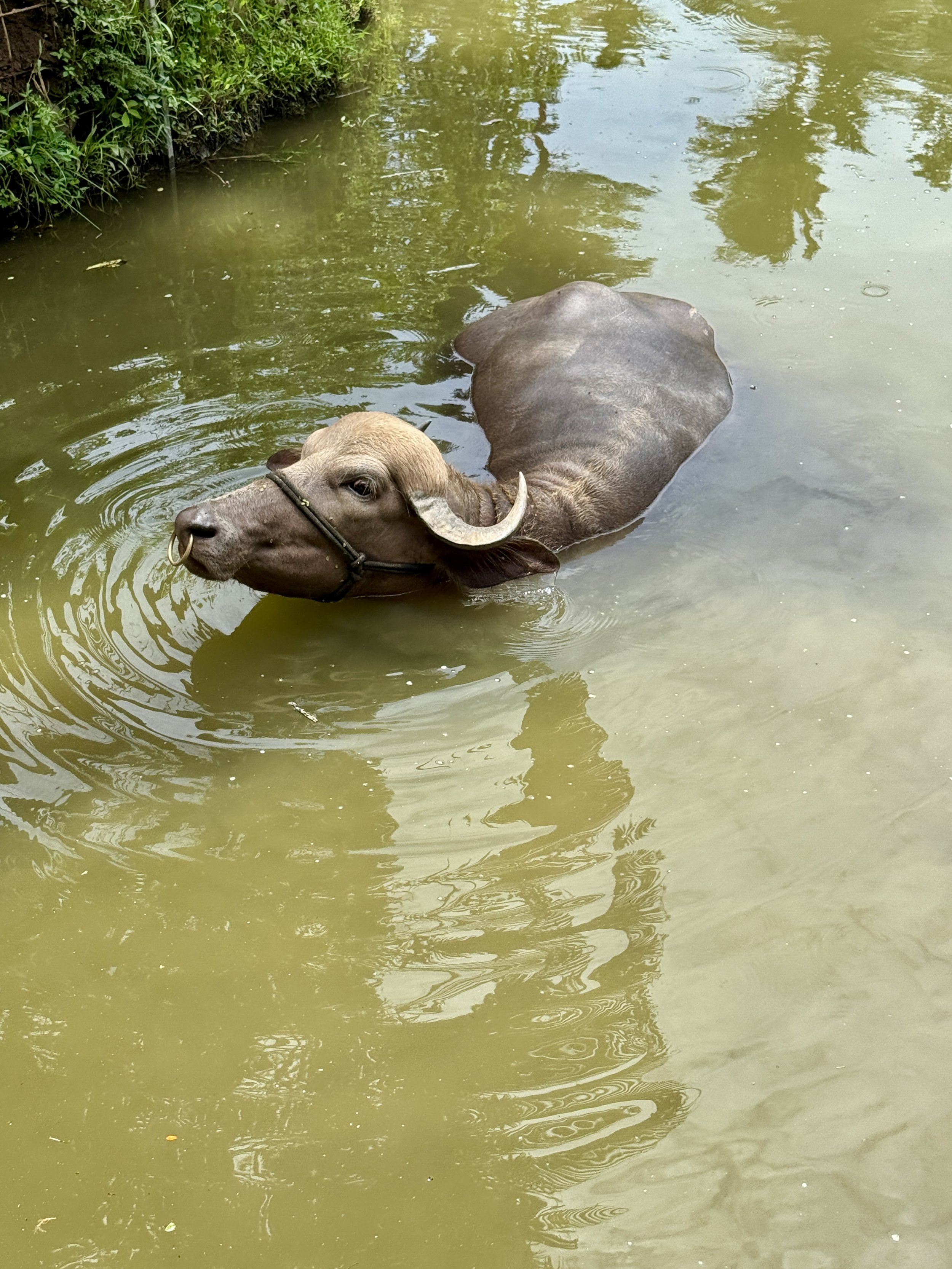 Water buffalo standing in a green river near the roadside restaurant outside Siquirres.