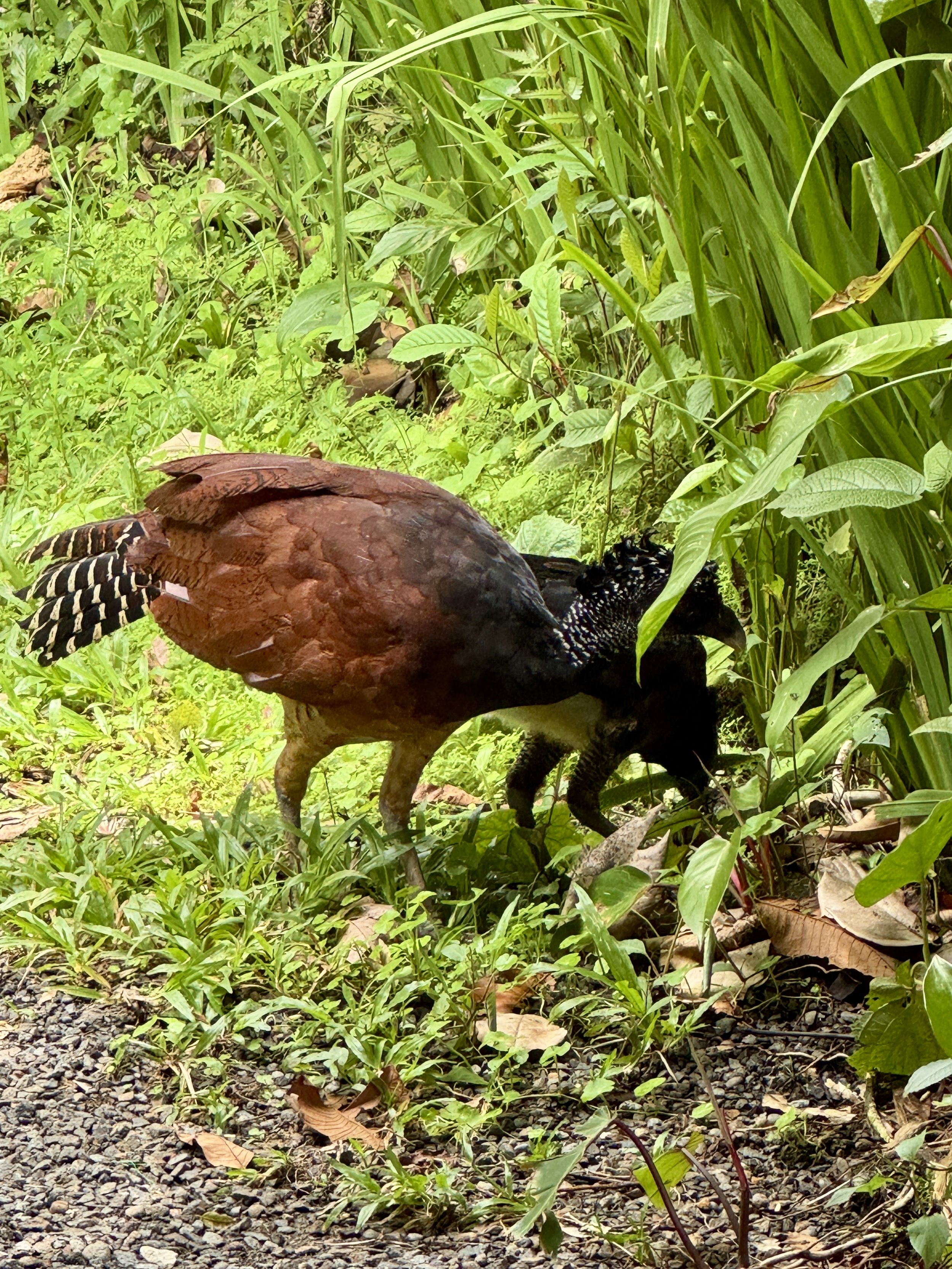Brown coati walking along a jungle path near the restaurant.