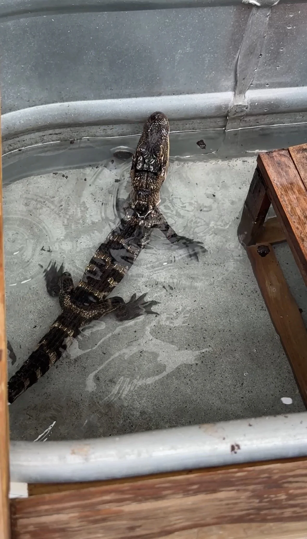 Small alligator resting in a shallow pool at Jungle Dora’s wildlife park.