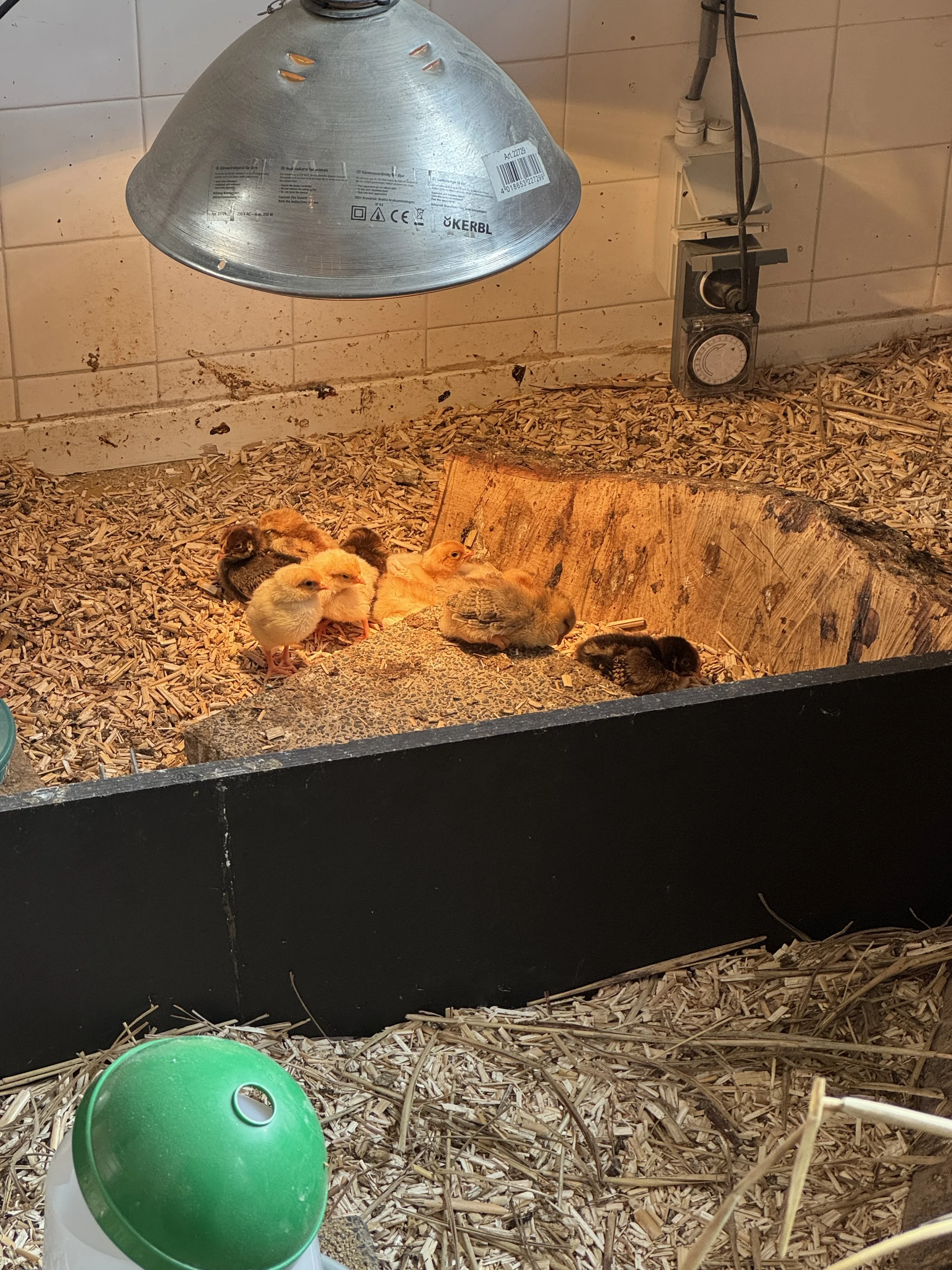 Newly hatched chicks under a heat lamp in an indoor exhibit at ARTIS Zoo Amsterdam