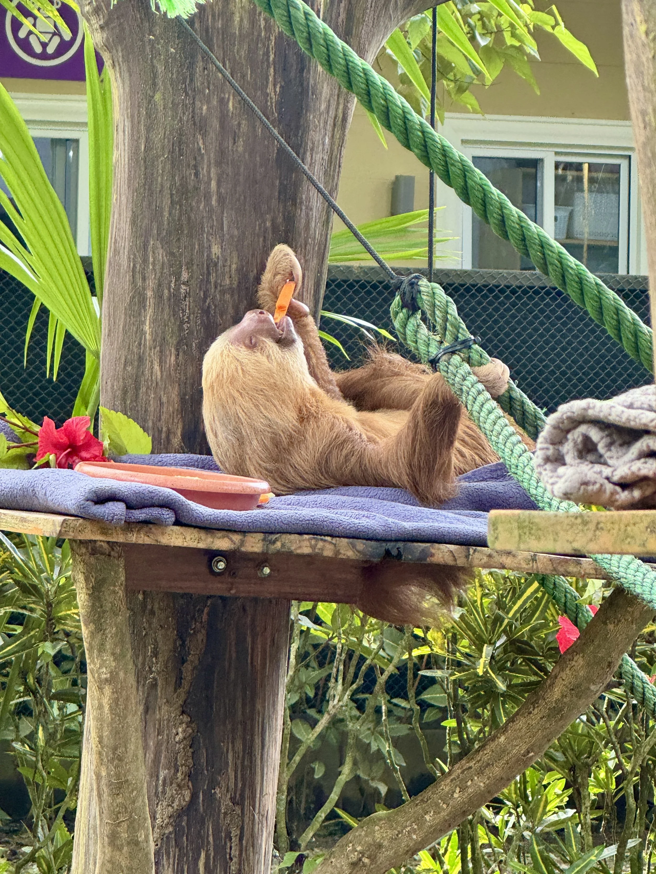 Sloth relaxing in a hammock-style platform inside an enclosure at the rescue center.