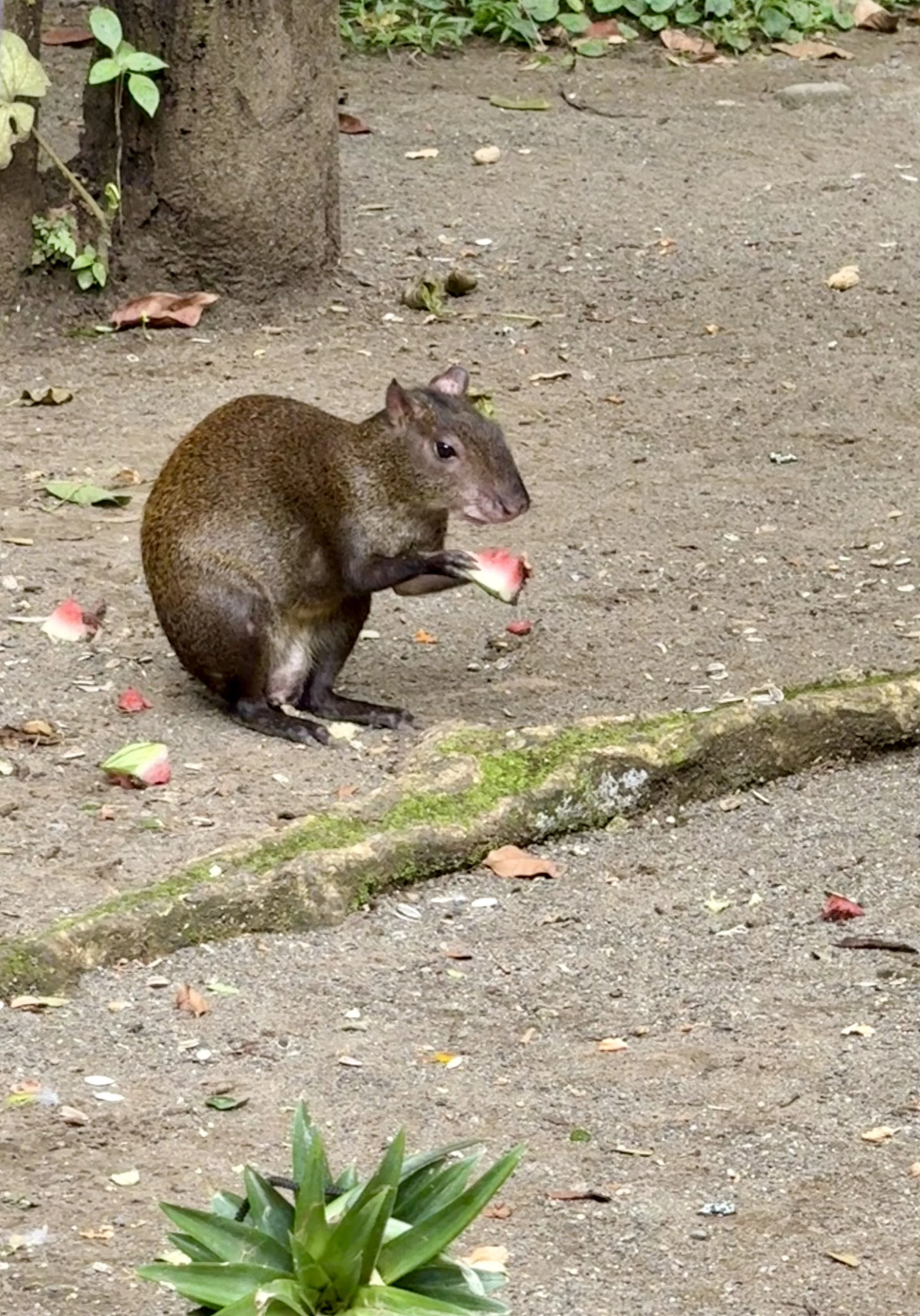 Agouti standing on a dirt path inside the wildlife rescue property.