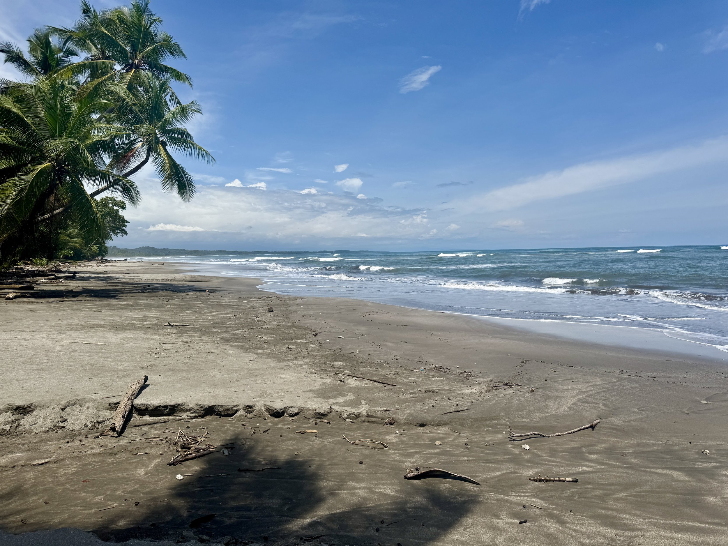 Palm tree leaning over a quiet beach with gentle waves and scattered driftwood along the sand.