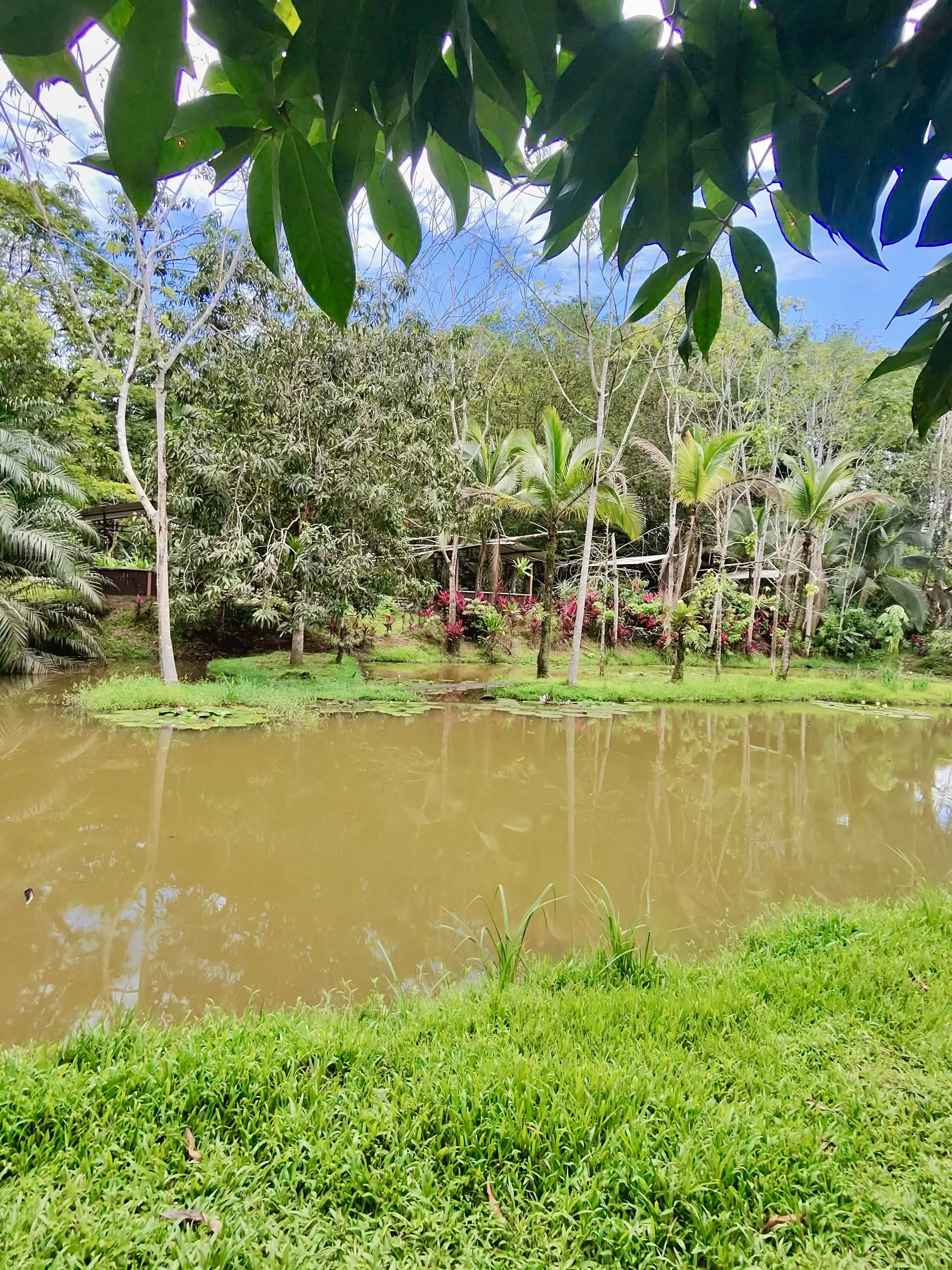 Small pond surrounded by tropical plants and trees on the Finca Sura property.