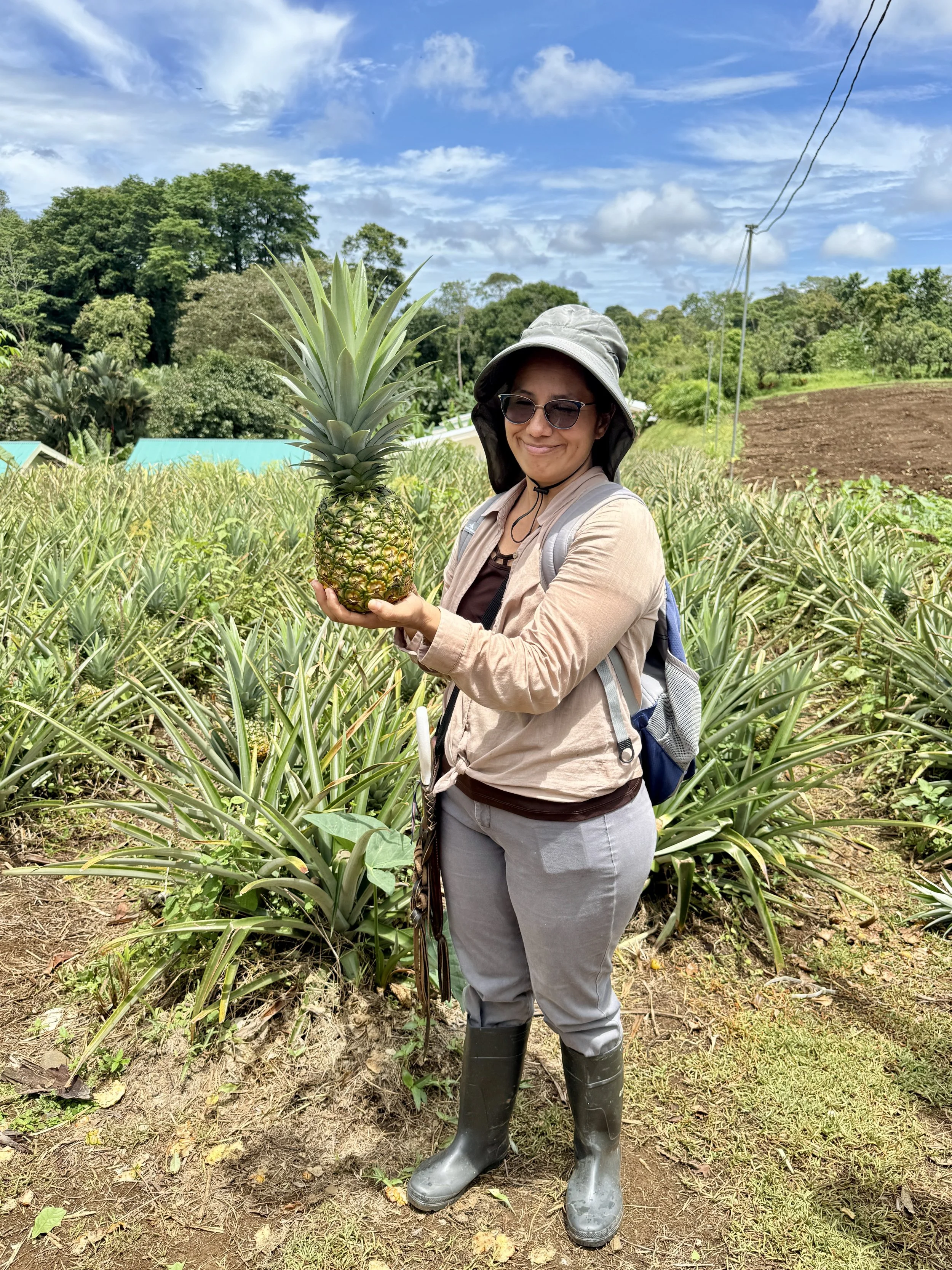 Woman holding a freshly picked pineapple in a pineapple field at Finca Sura.