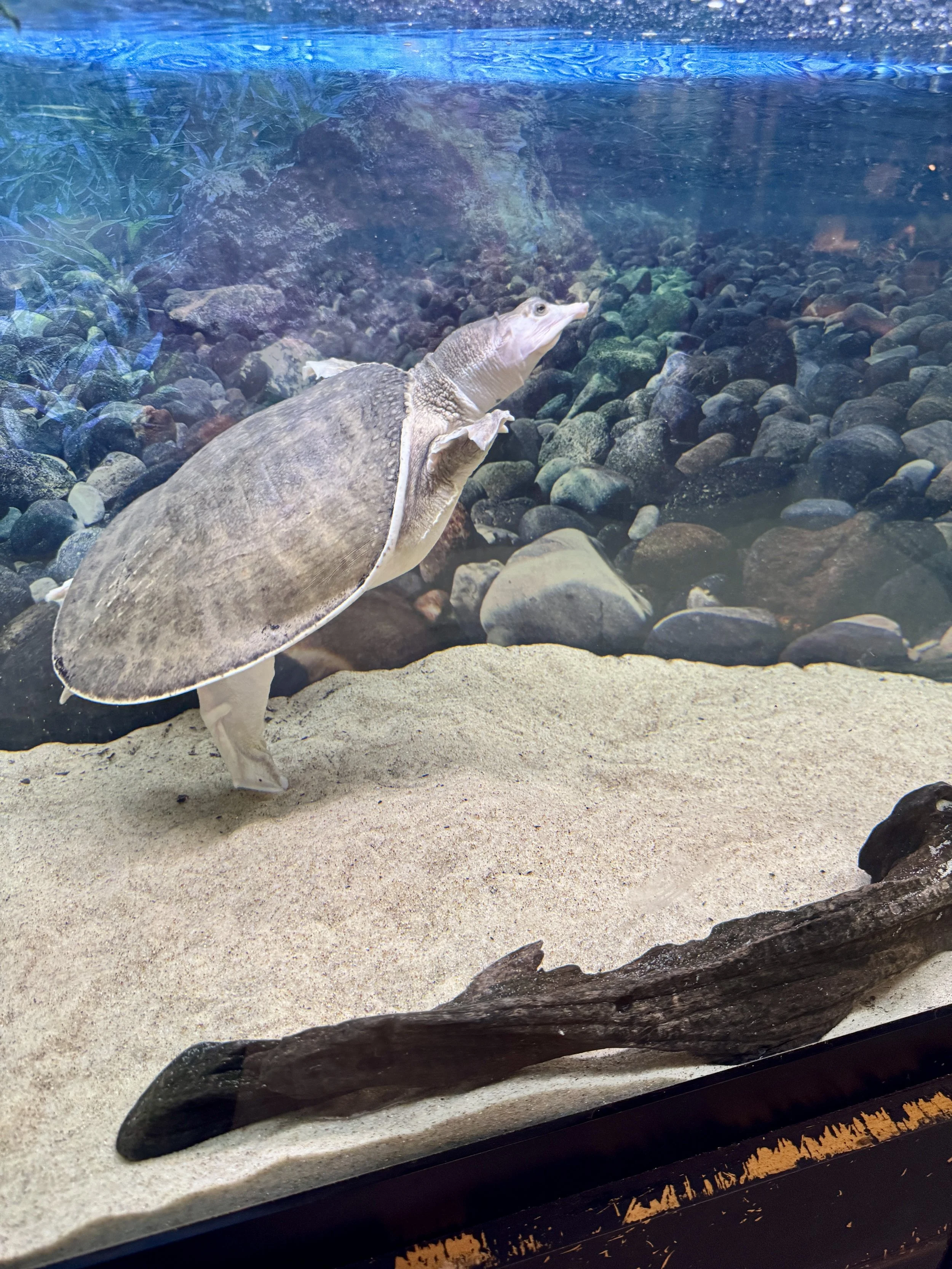 Sea turtle swimming in an aquarium tank at Calusa Nature Center in Fort Myers Florida