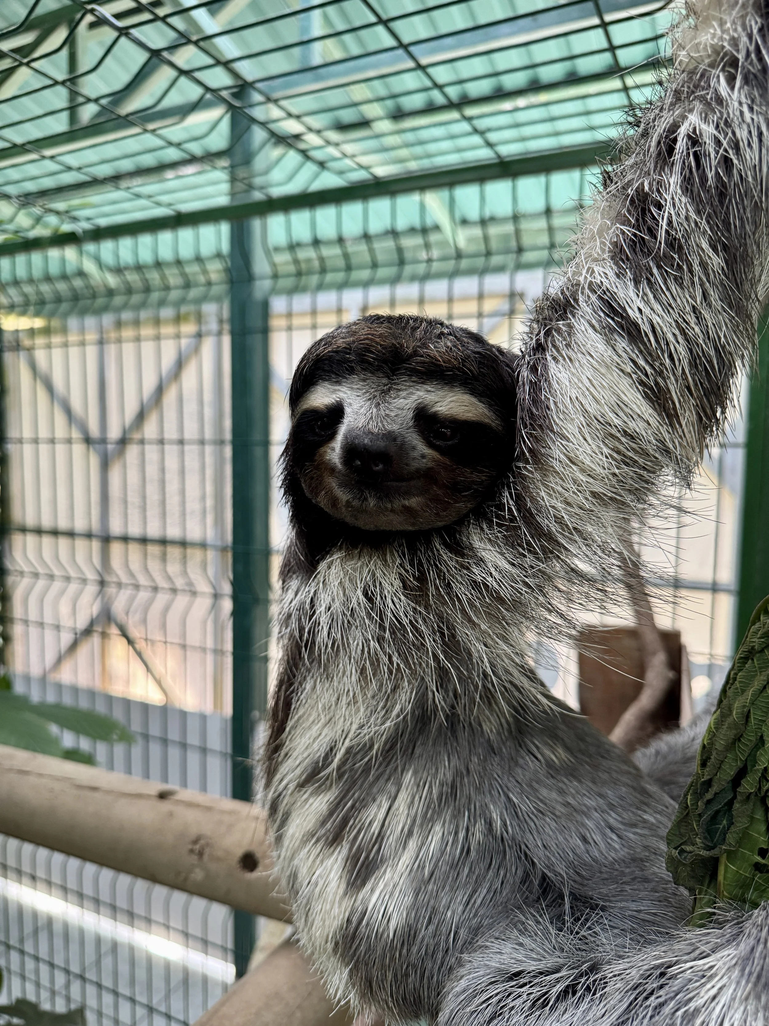 Sloth climbing along the side of its habitat structure at the sanctuary.