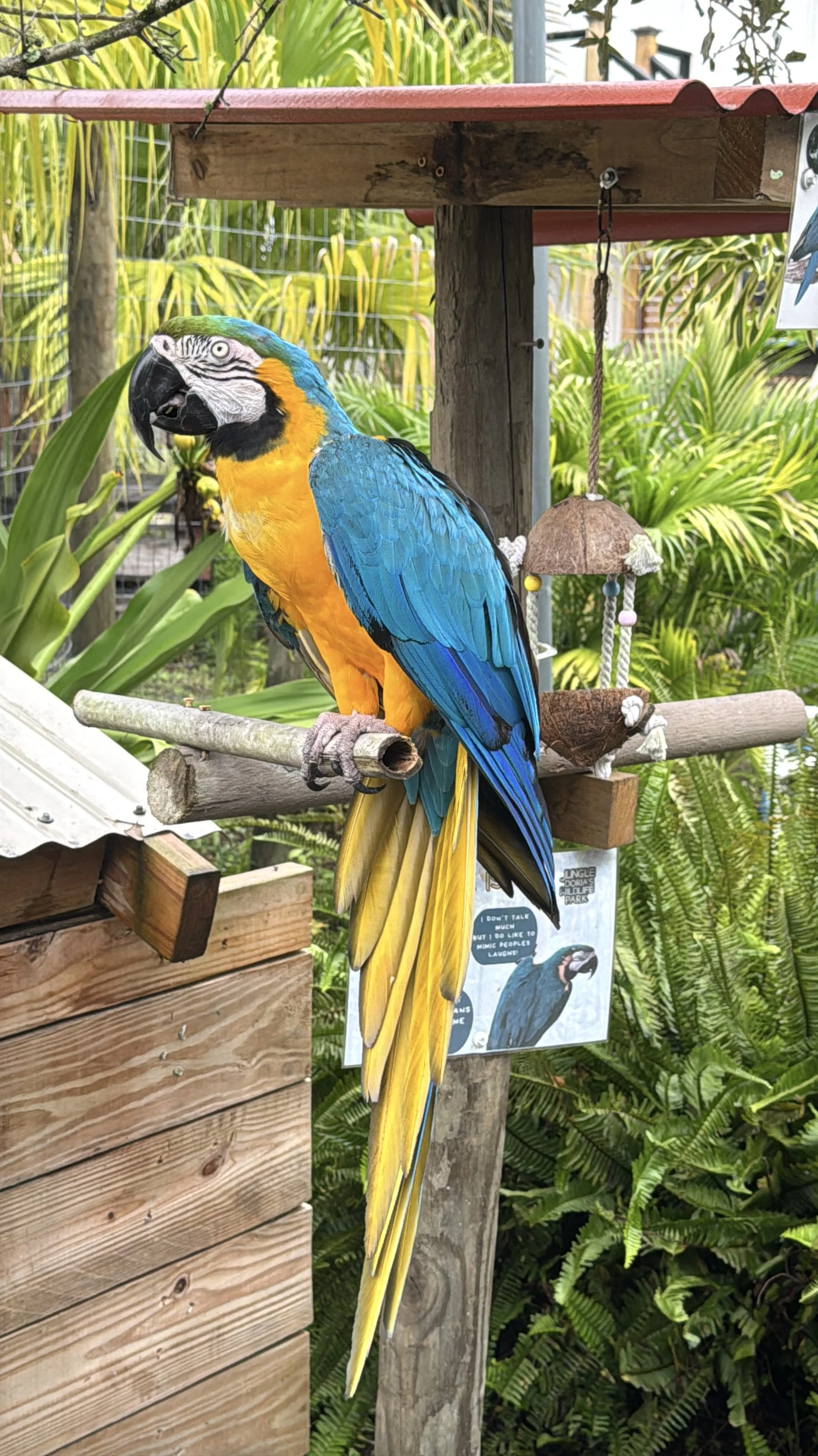 Blue and yellow macaw perched on a wooden stand surrounded by tropical plants at Jungle Dora’s.