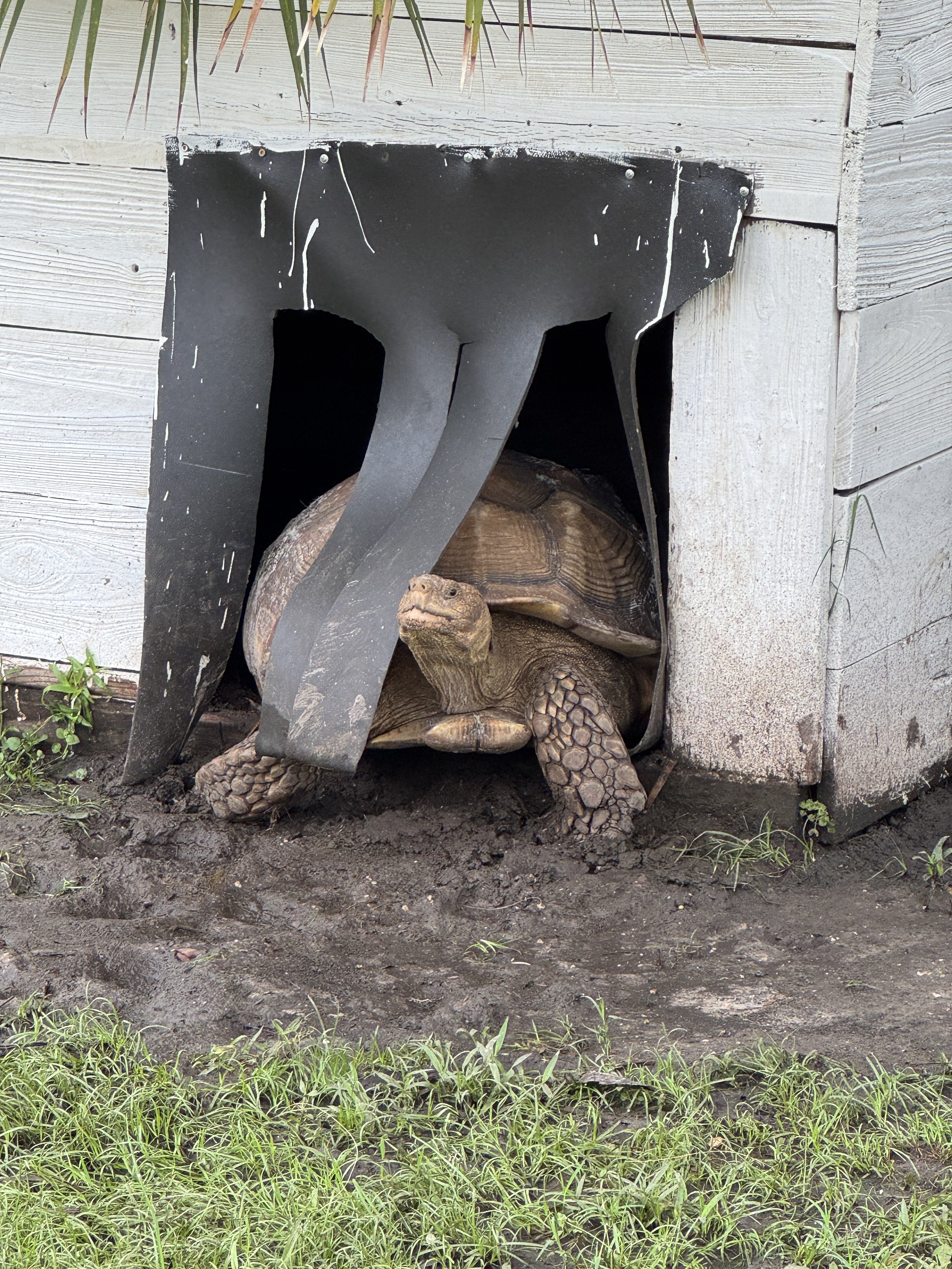 Large tortoise entering its shelter inside the Jungle Dora’s animal enclosure.