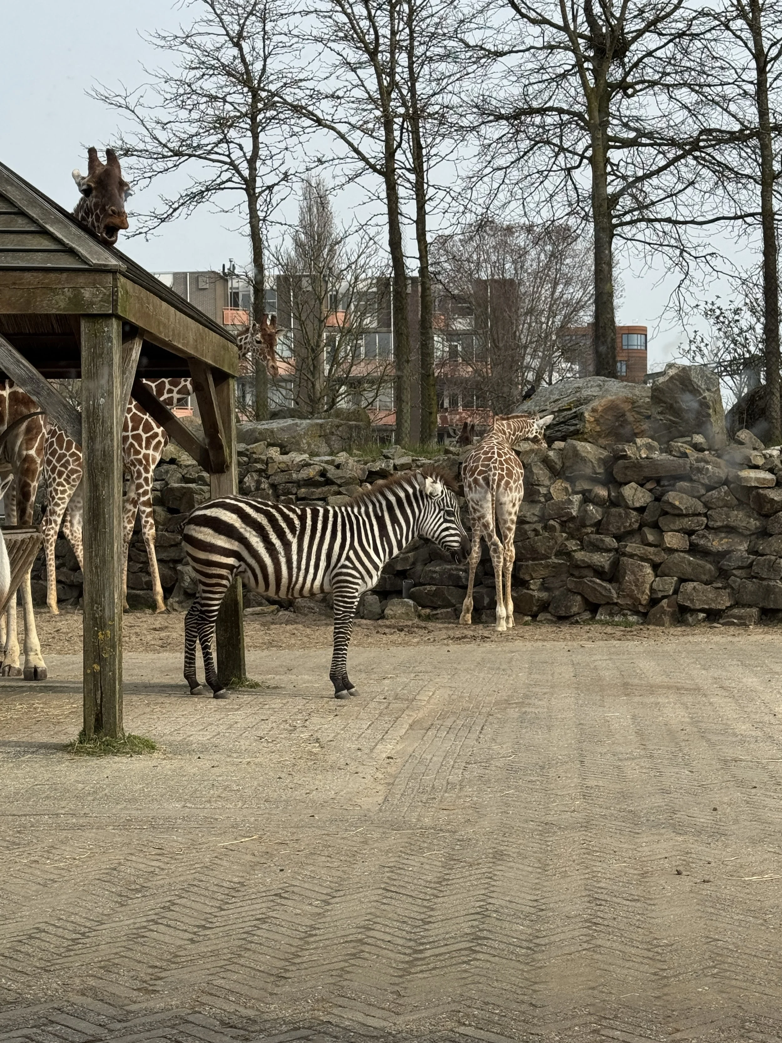 Zebras standing in an outdoor enclosure at ARTIS Zoo in Amsterdam