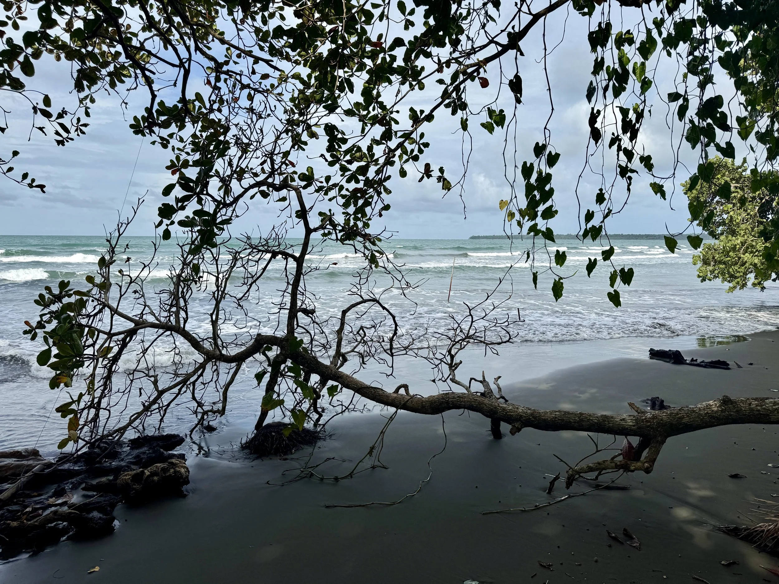 Overhanging tree branches and driftwood along the shoreline at Playa Negra.